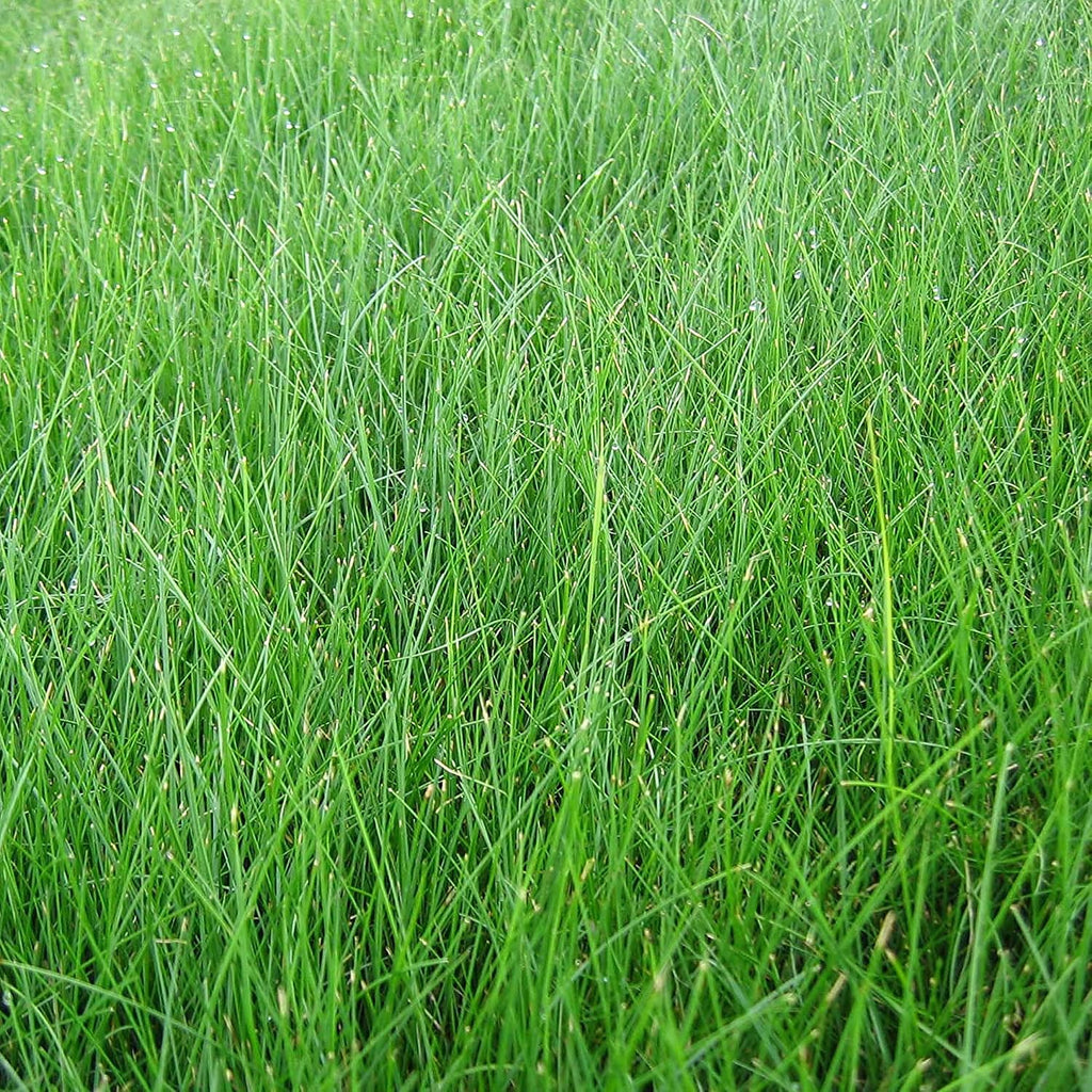 EZ Straw Lawn Repair Mix – Sun/Shade Blend – Combination Seed, Mulch, Fertilizer (28 lb. Covers 600 sq. ft.)