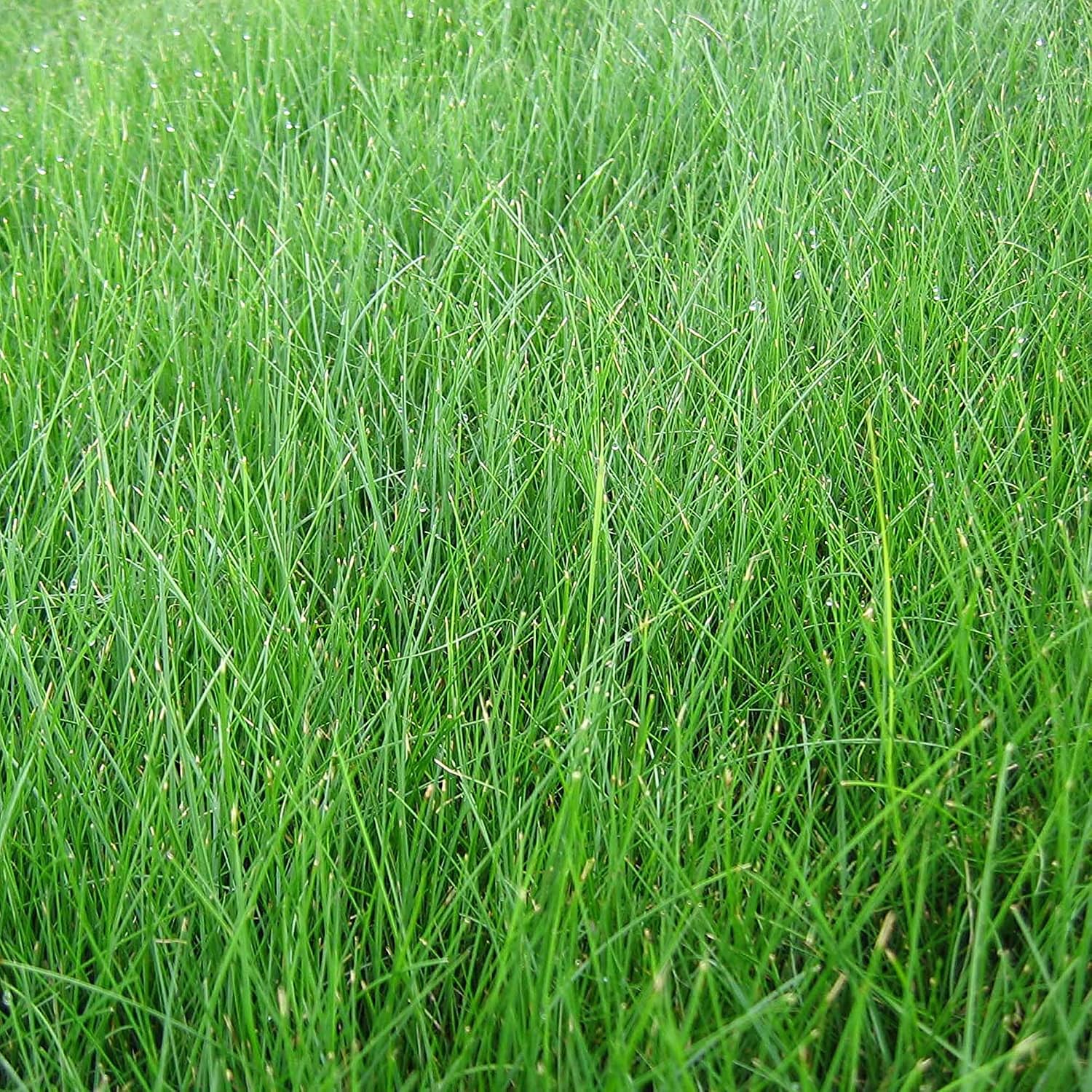 EZ Straw Lawn Repair Mix – Sun/Shade Blend – Combination Seed, Mulch, Fertilizer (28 lb. Covers 600 sq. ft.)
