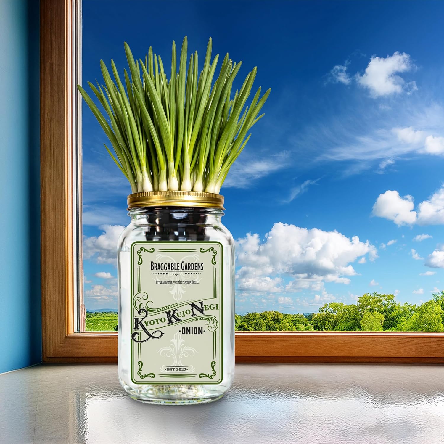 Kyoto Kujo Negi Japanese Green Onion Indoor Garden Kit | Mason Jar Hydroponic, Windowsill Countertop, Grow Fresh Green