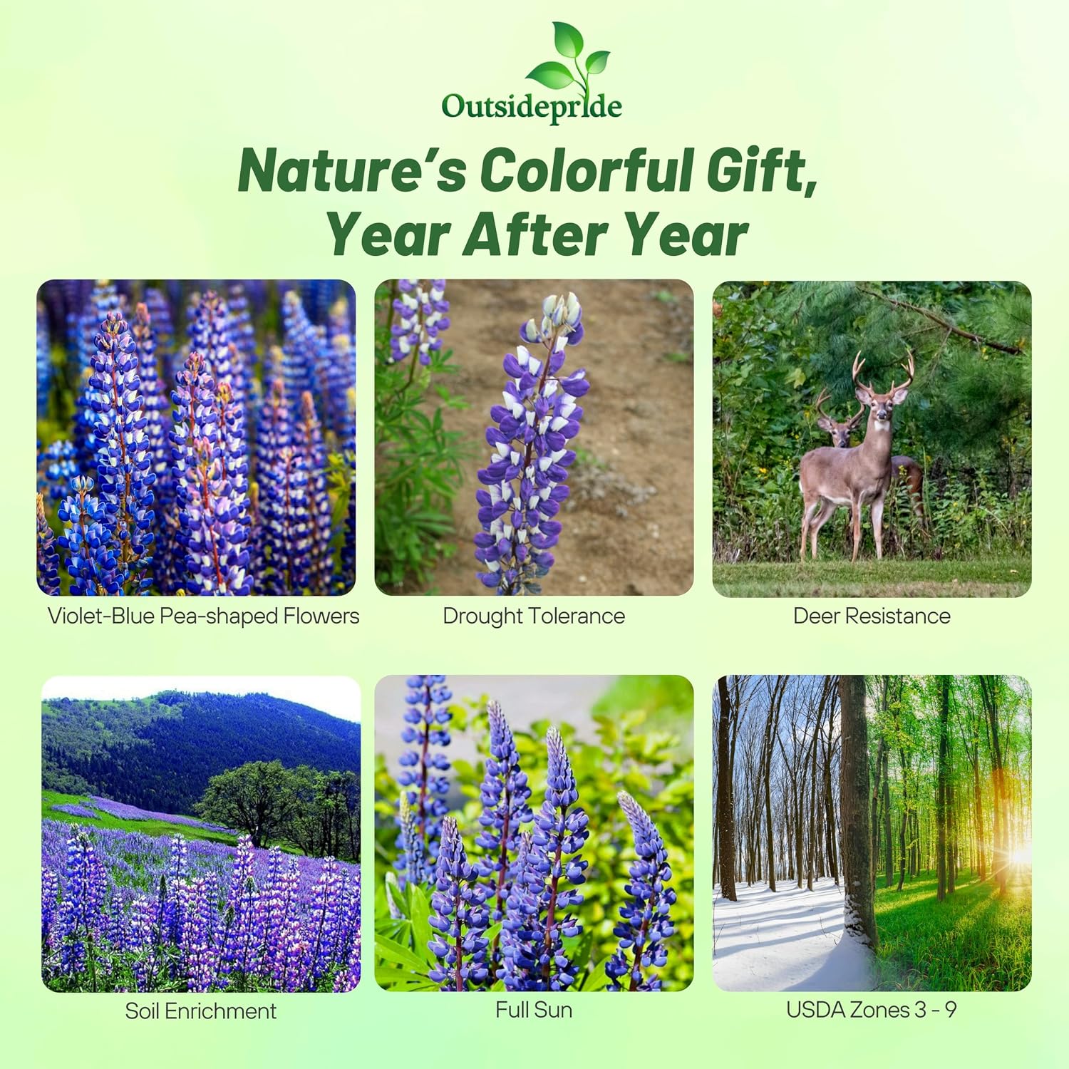 Outsidepride Wild Blue Perennial Lupine Seeds - 1 Lb. Self-Sowing, Cold Hardy & Frost Tolerant Wildflower Seeds for