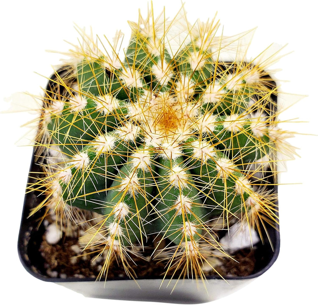 Live Mini Cactus Plants (8 Pack), Assorted Potted Cacti Variety Pack | Eight unique live cacti in 2" pots, ready to