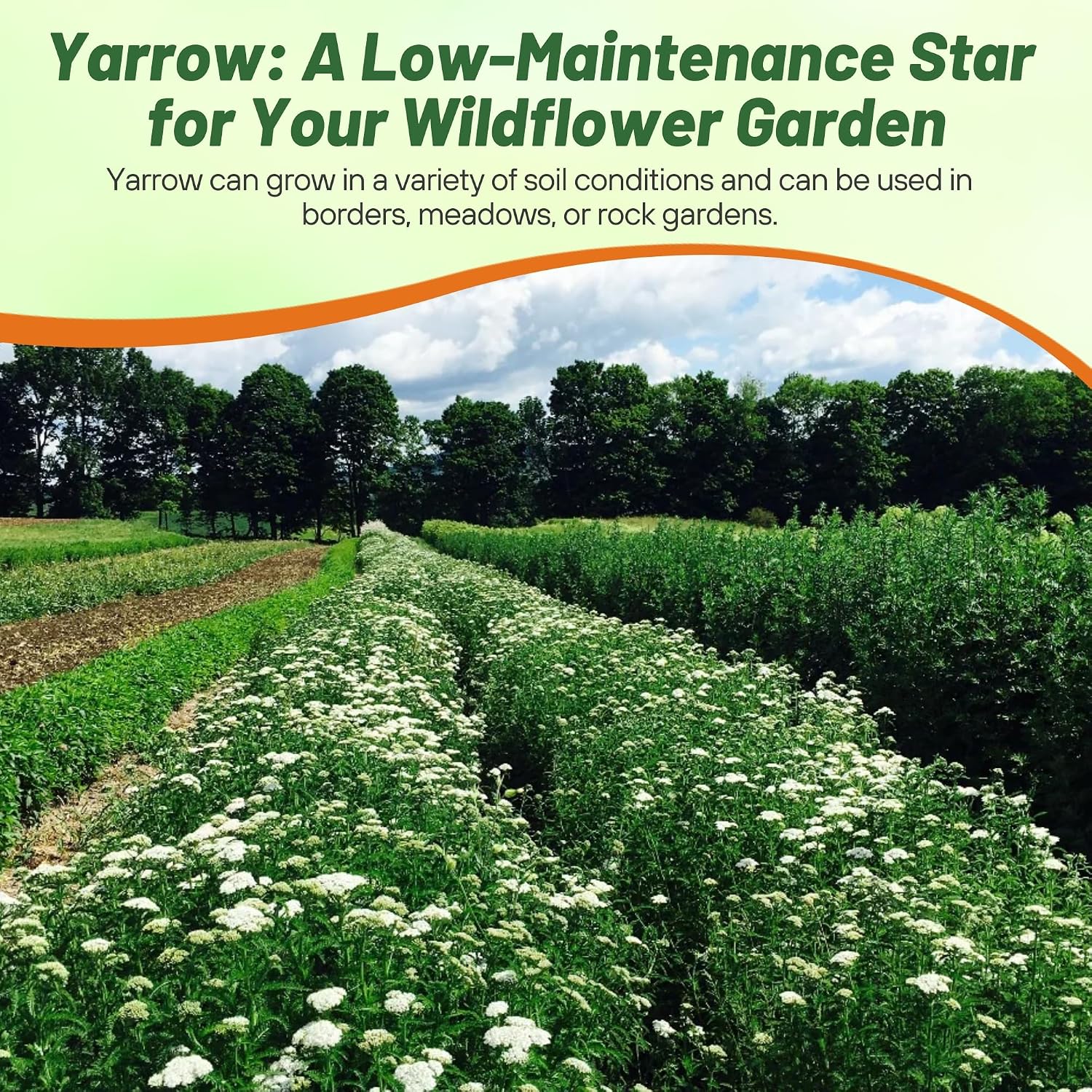 Outsidepride Achillea Millefolium Wild White Yarrow Seeds - 1 Lb. Perennial Flower Seeds, Drought Resistant, Low