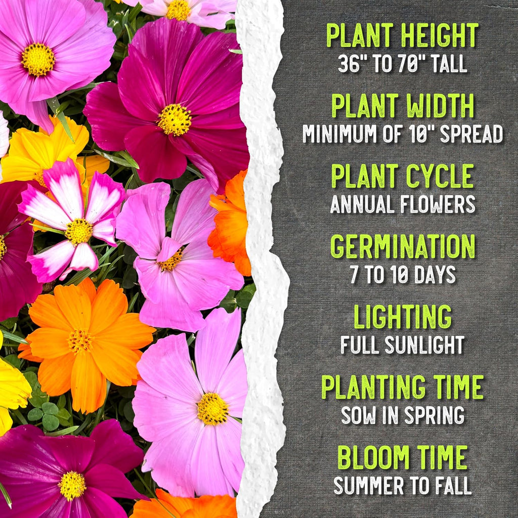 Seed Needs Flower Seeds Cosmos Crazy Blend No Filler 10+ Varieties Cosmos | 1 Pound Cosmo Bipinnatus Open Pollinated