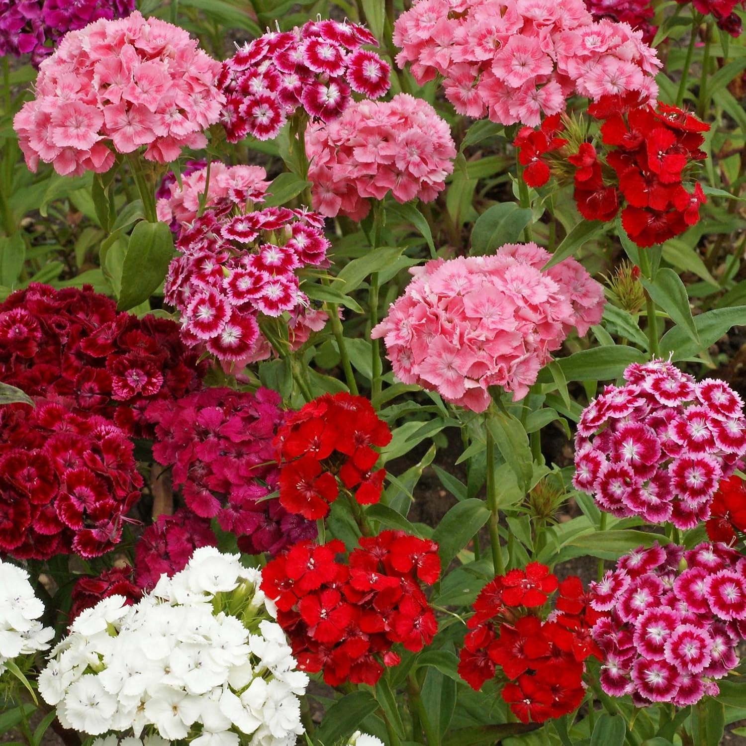Outsidepride Sweet William Dianthus Seeds - 1 Lb. Perennial, Winter Hardy Wildflower Seeds w/Fragrant & Vibrant Blooms