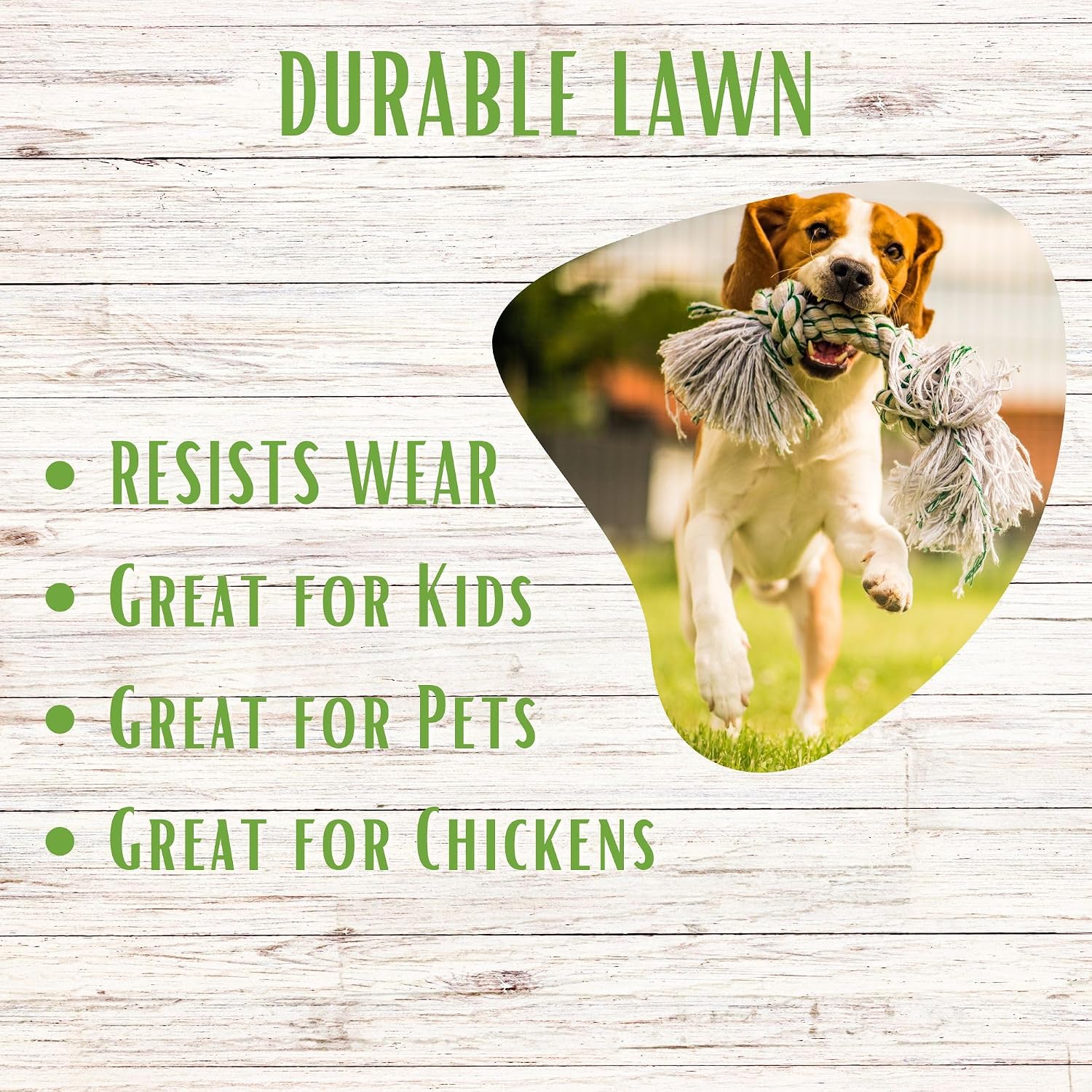 Ruff and Tuff Mow Less Fescue Grass Seed, 1 Lb, Low Maintenance, Family Friendly, Drought Tolerant, Covers up to 500 sq