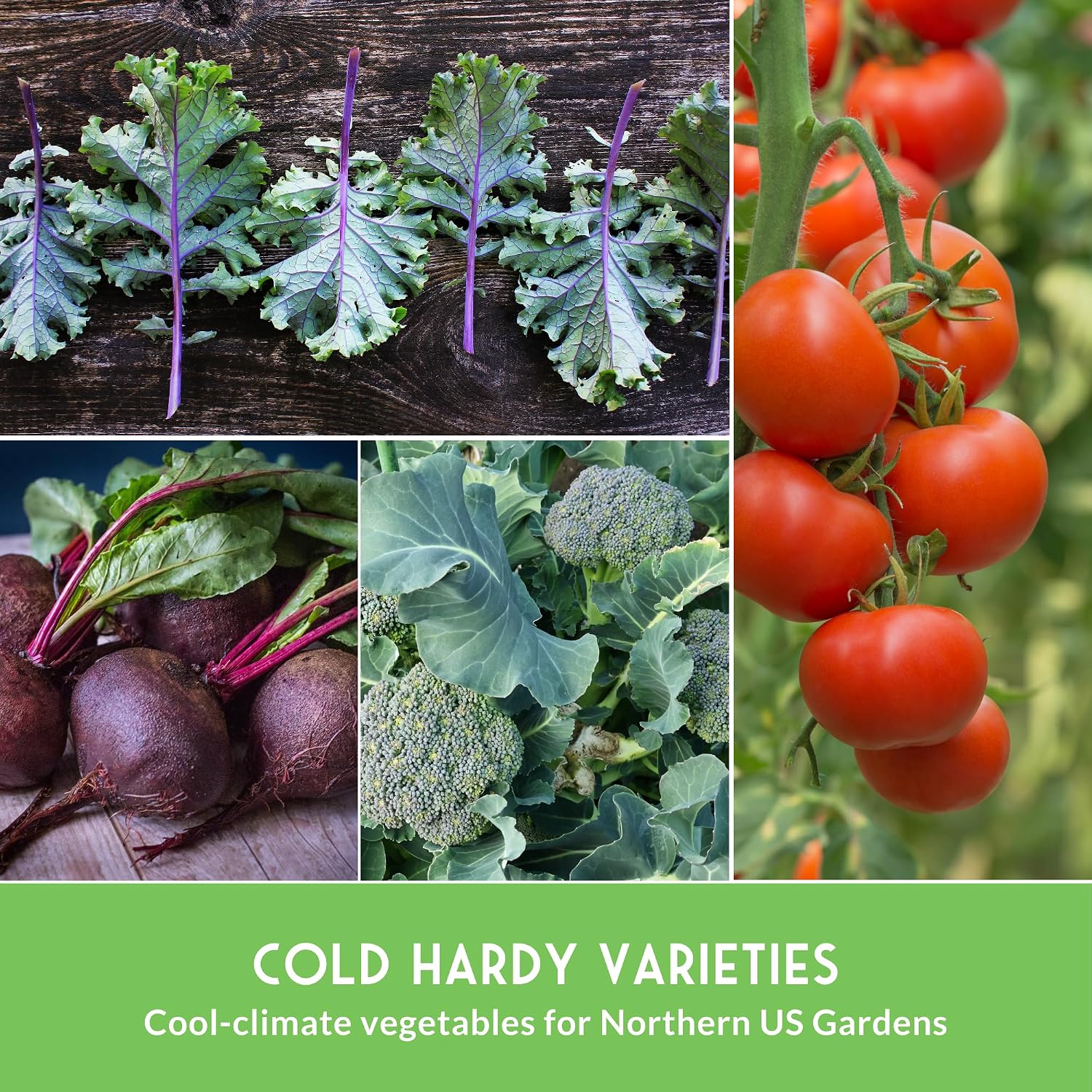 Northern Vegetable Seeds Collection for Planting | 15 Cold Hardy Heirloom Varieties, Frost-Tolerant for Cool Climates &