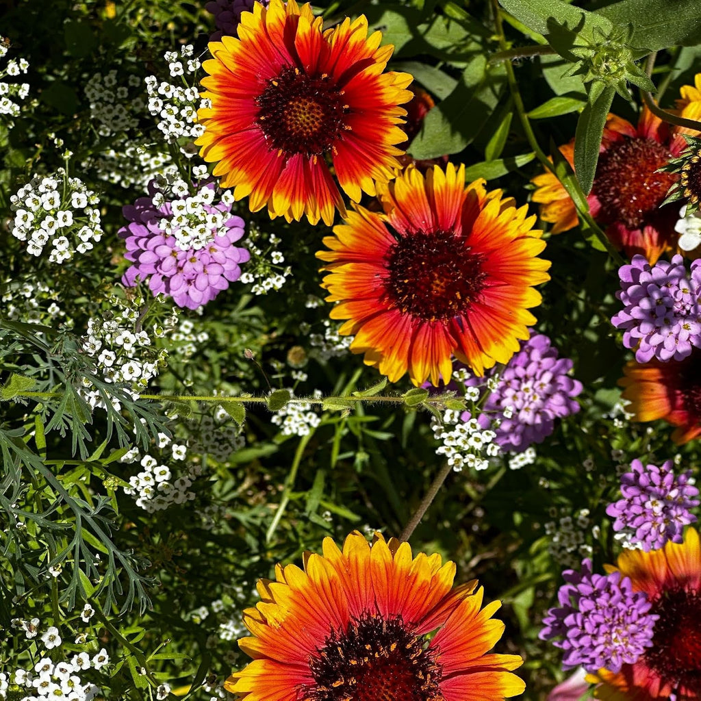 Pop's Birding Hummingbird & Butterfly Wildflower Seed Mix (12-Pack)