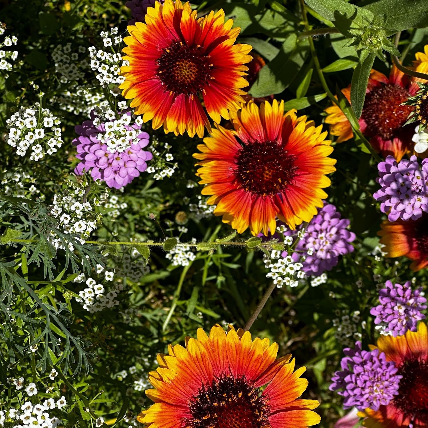 Pop's Birding Hummingbird & Butterfly Wildflower Seed Mix (12-Pack)