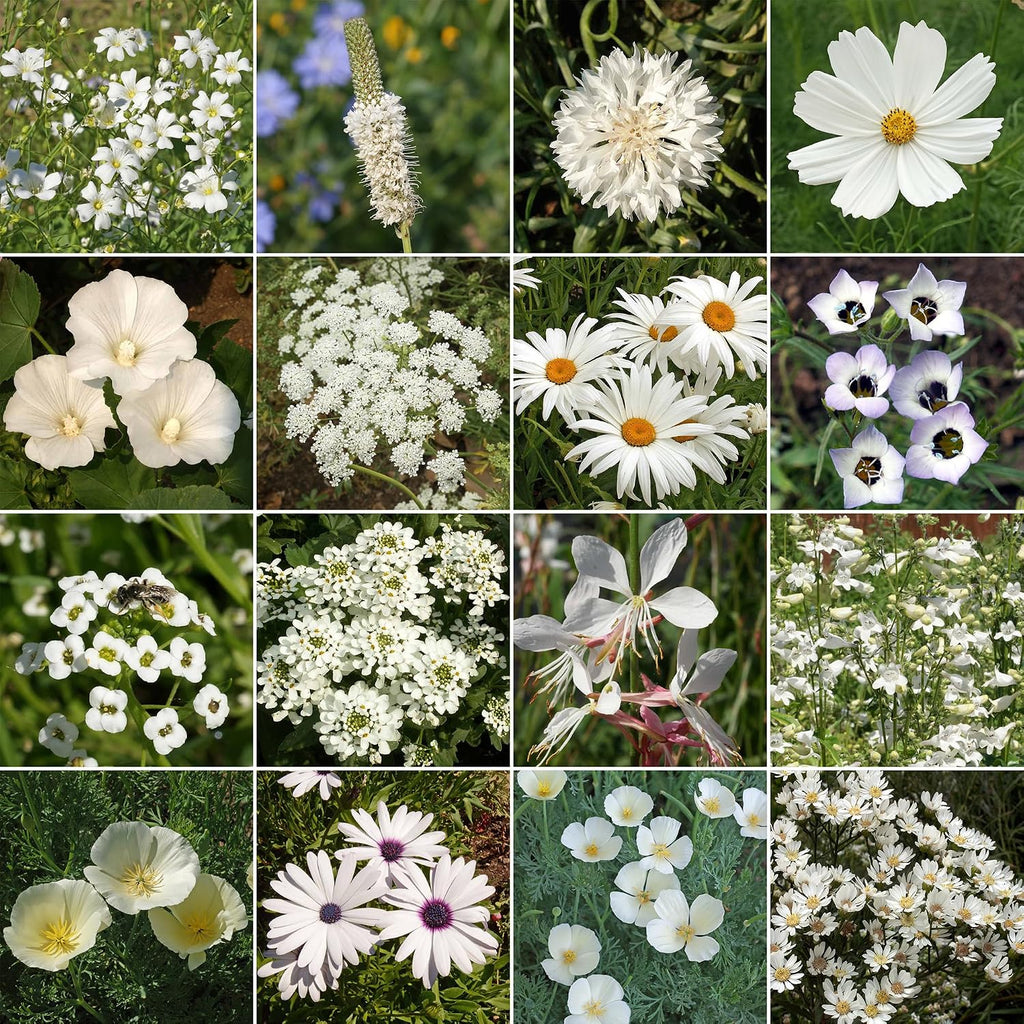 Ferry-Morse White Bulk Wildflower Seeds, 290,000+, 1 lb | Non-GMO annual and perennial blend in white and cream shades;