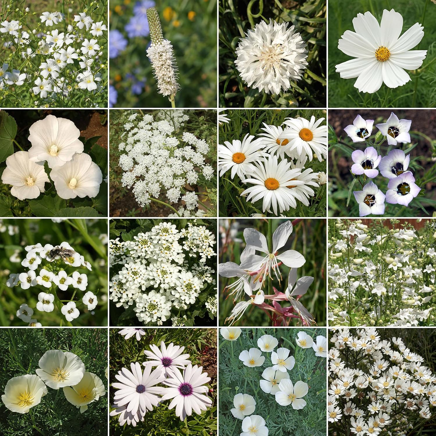 Ferry-Morse White Bulk Wildflower Seeds, 290,000+, 1 lb | Non-GMO annual and perennial blend in white and cream shades;
