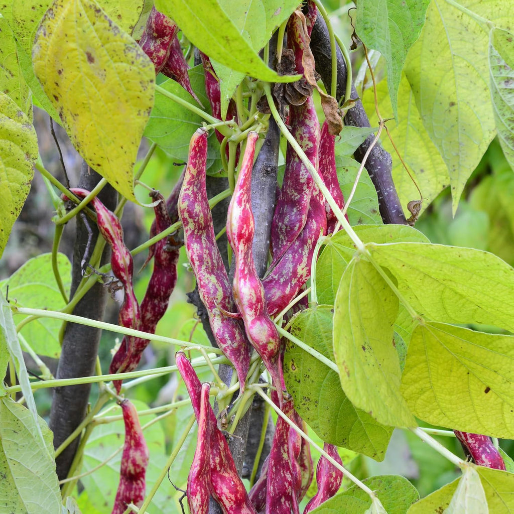 Organic Pinto Bean Seeds - USDA Organic, Non-GMO, Open Pollinated, Heirloom, USA Origin (5 Packets - 100 Grams - Approx