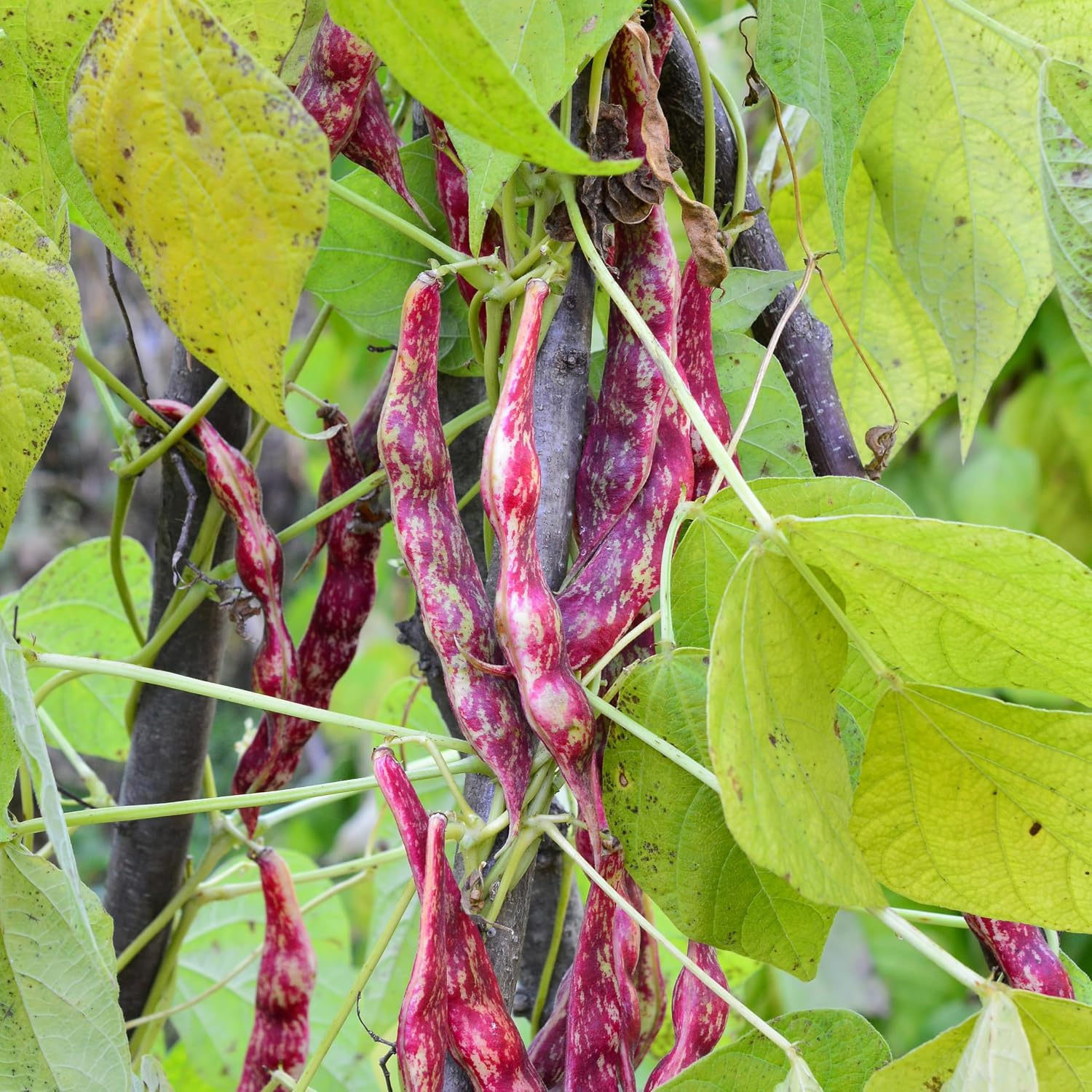 Organic Pinto Bean Seeds - USDA Organic, Non-GMO, Open Pollinated, Heirloom, USA Origin (5 Packets - 100 Grams - Approx