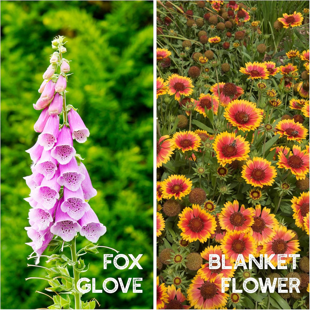Mountain Valley Seed Co All Annual Wildflower Seeds Mix 4 Oz Bulk | Pollinator Wildflower Seed for Planting - 4,000+