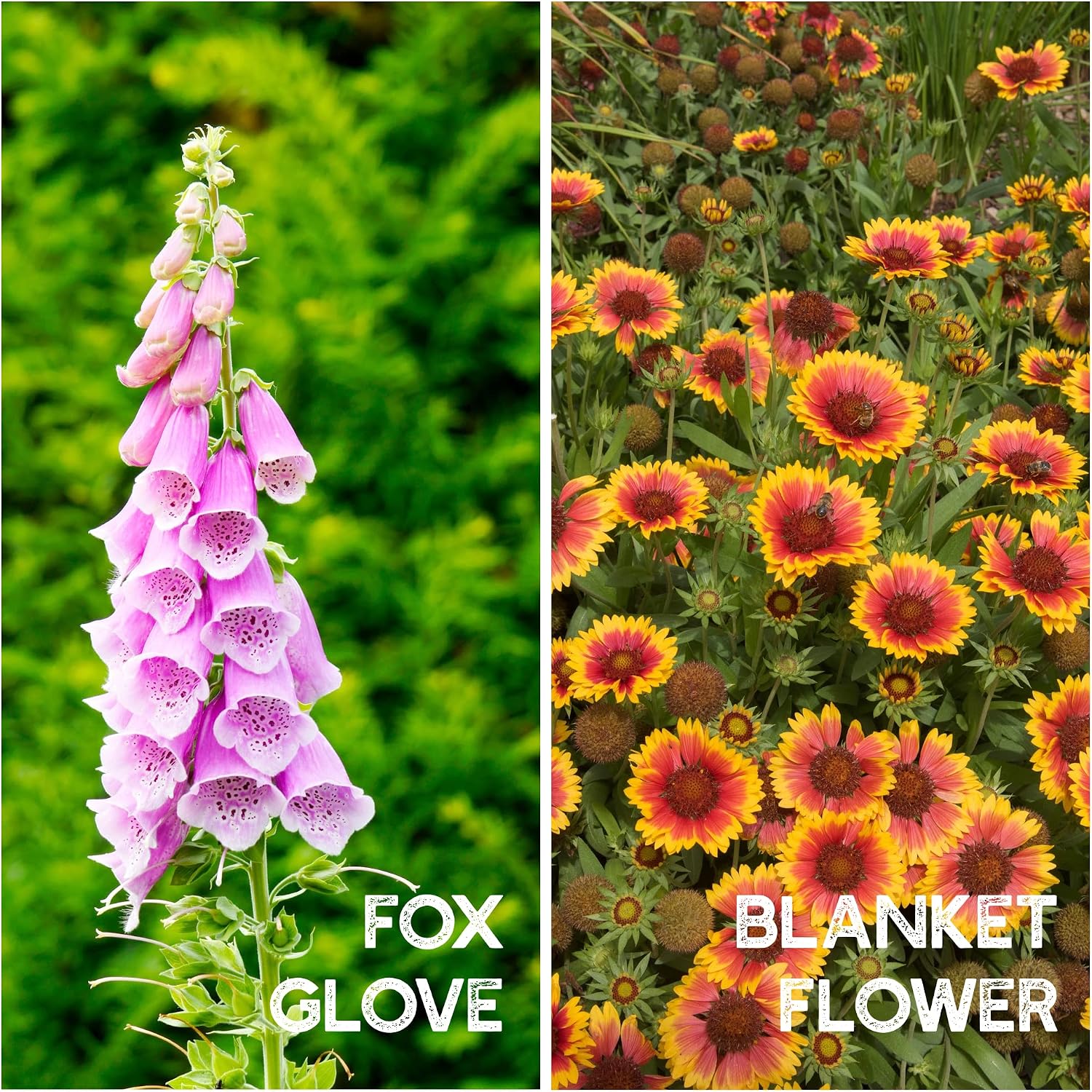 Mountain Valley Seed Co Wildflower Seeds Bulk - Meadow Wildflower Seed Mix | 5 Lbs Bulk, Annual & Perennial Wildflowers