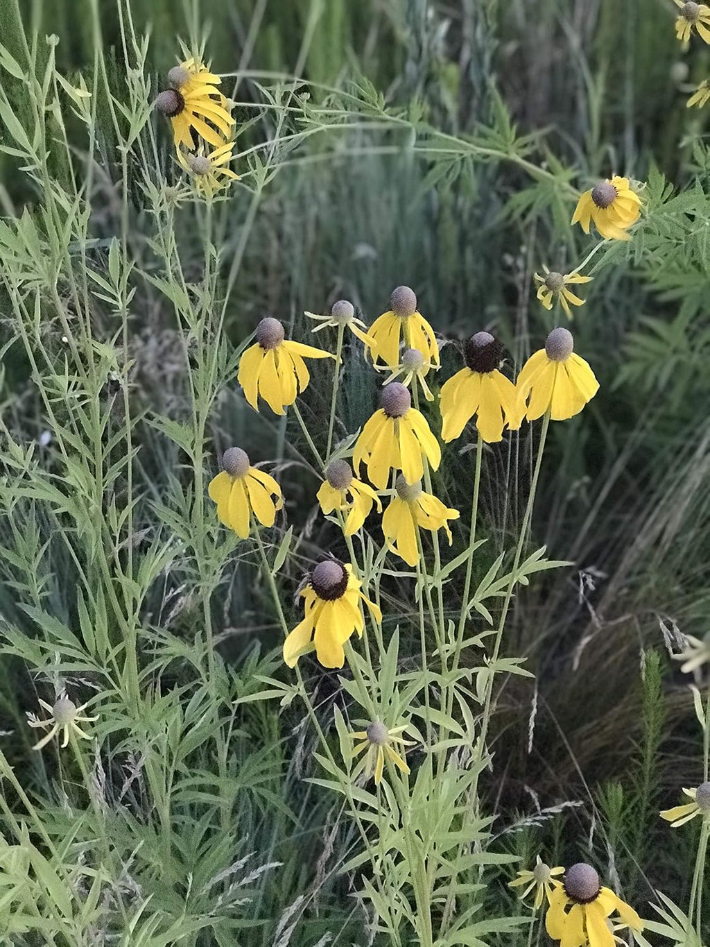 Hale Habitat & Seed Native Grass & Wildflower Refuge, Wildlife & Pollinator Seed Mix, 1/4 Acre