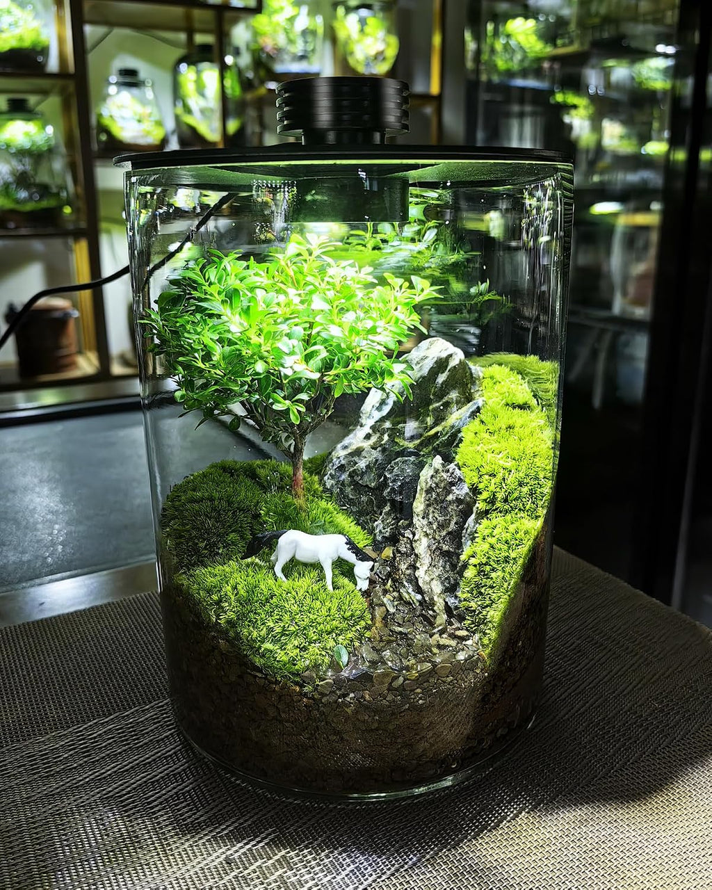 Desktop Glass Terrarium with Grow Light (7.5" H x 5.9" D) - for Succulents, Moss, Mini Gardens, Betta Fish Tanks