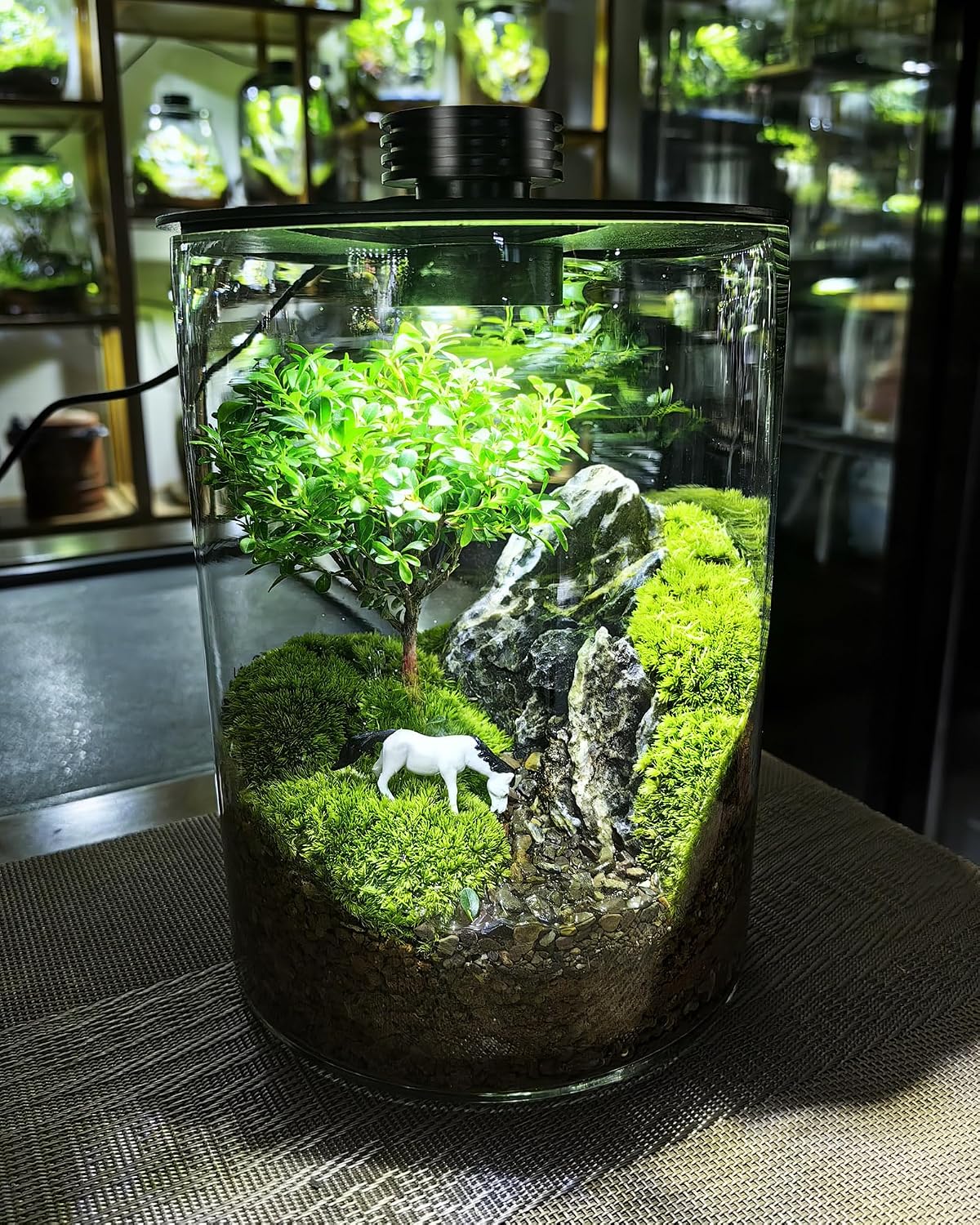 Desktop Glass Terrarium with Grow Light (7.5" H x 5.9" D) - for Succulents, Moss, Mini Gardens, Betta Fish Tanks