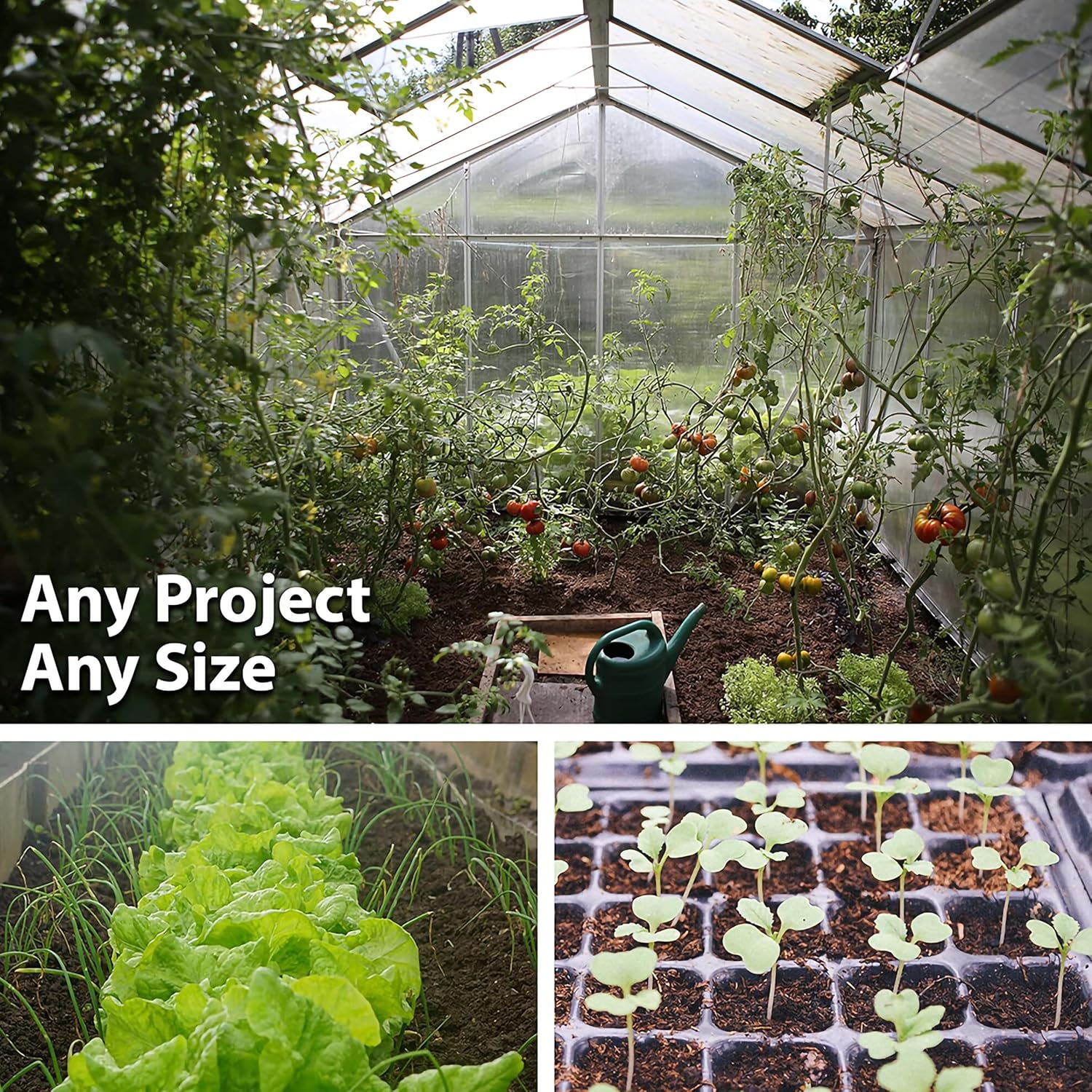 Mountain Valley Seed Co Blue Lake Bush Bean 274 Seeds - 5 Lbs - Non-GMO | Heirloom, Open Pollinated - Vegetable Garden