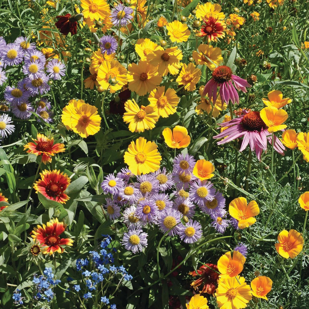 Bentley Seed Flower Mix - Pollinator Seed Mix with 5 Wildflower Seed Packets - Non-GMO Pollinator Seeds - Eco-Friendly