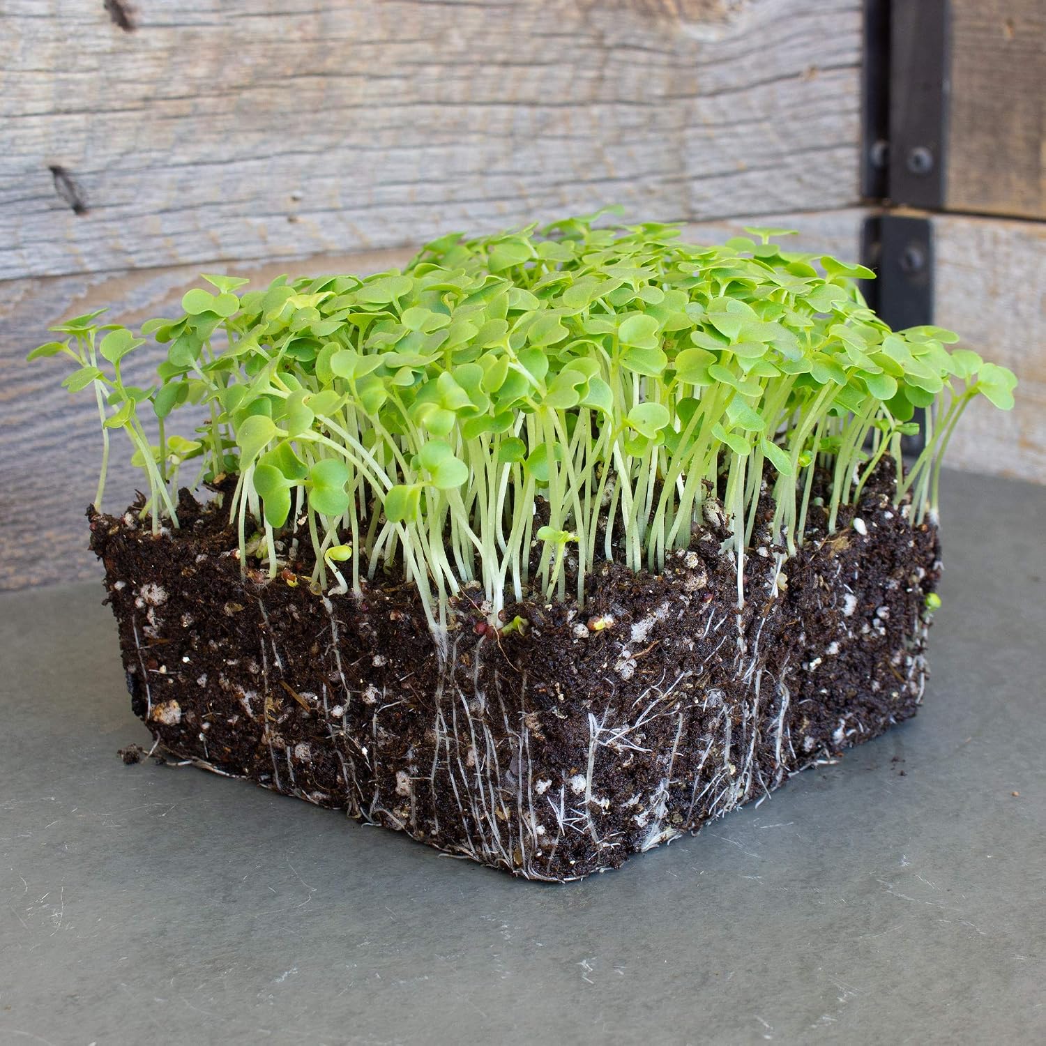 Mountain Valley Seed Co Green Mustard Microgreens Seeds - 5 Lb Bulk | 960,000 Seeds - Grow Non-GMO Micro Mustard Herb