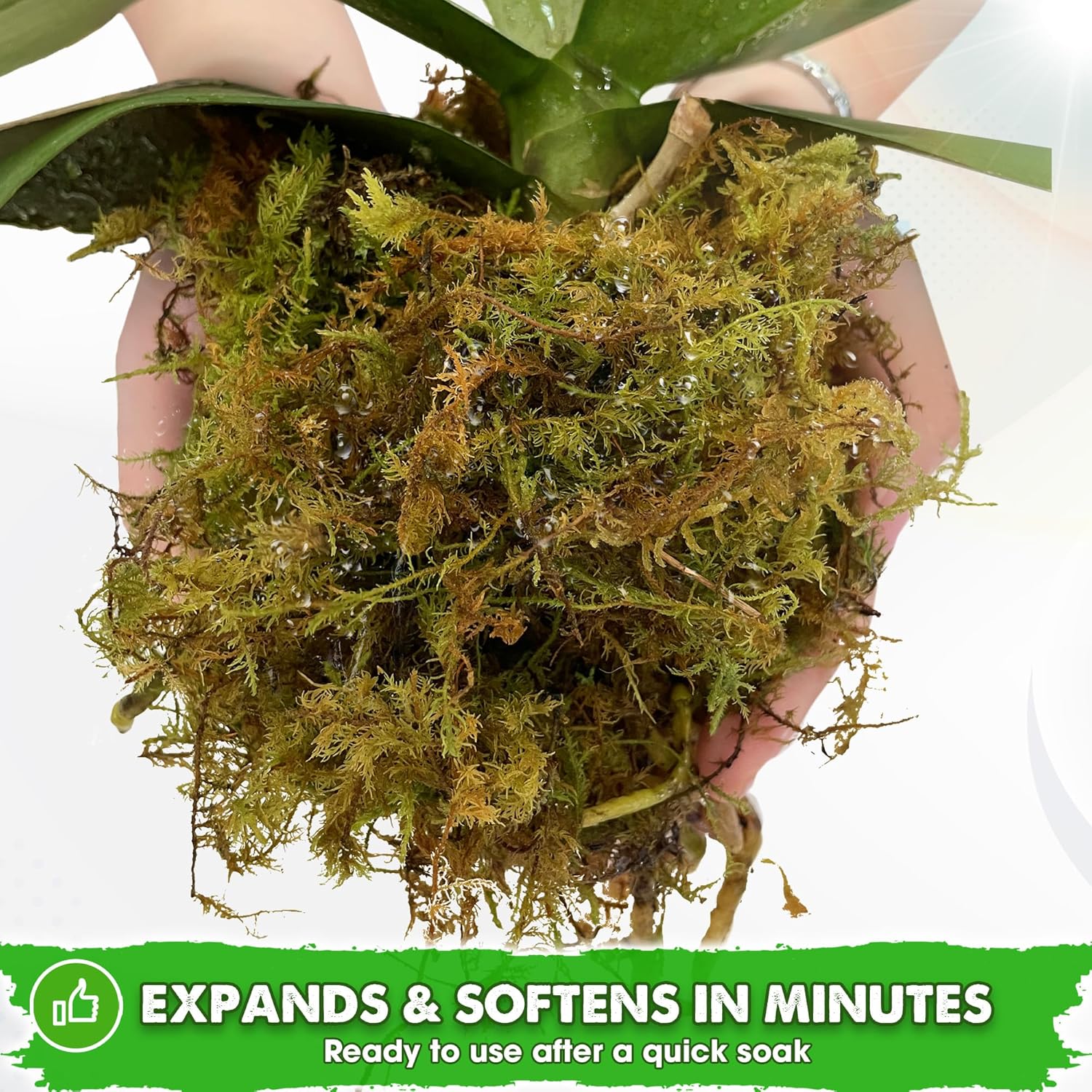 2.1 LBS Real Dried Forest Moss for Potted Plants, Plant Propagation | Hand-Picked & Clean, Easy to Rehydrate, Balanced