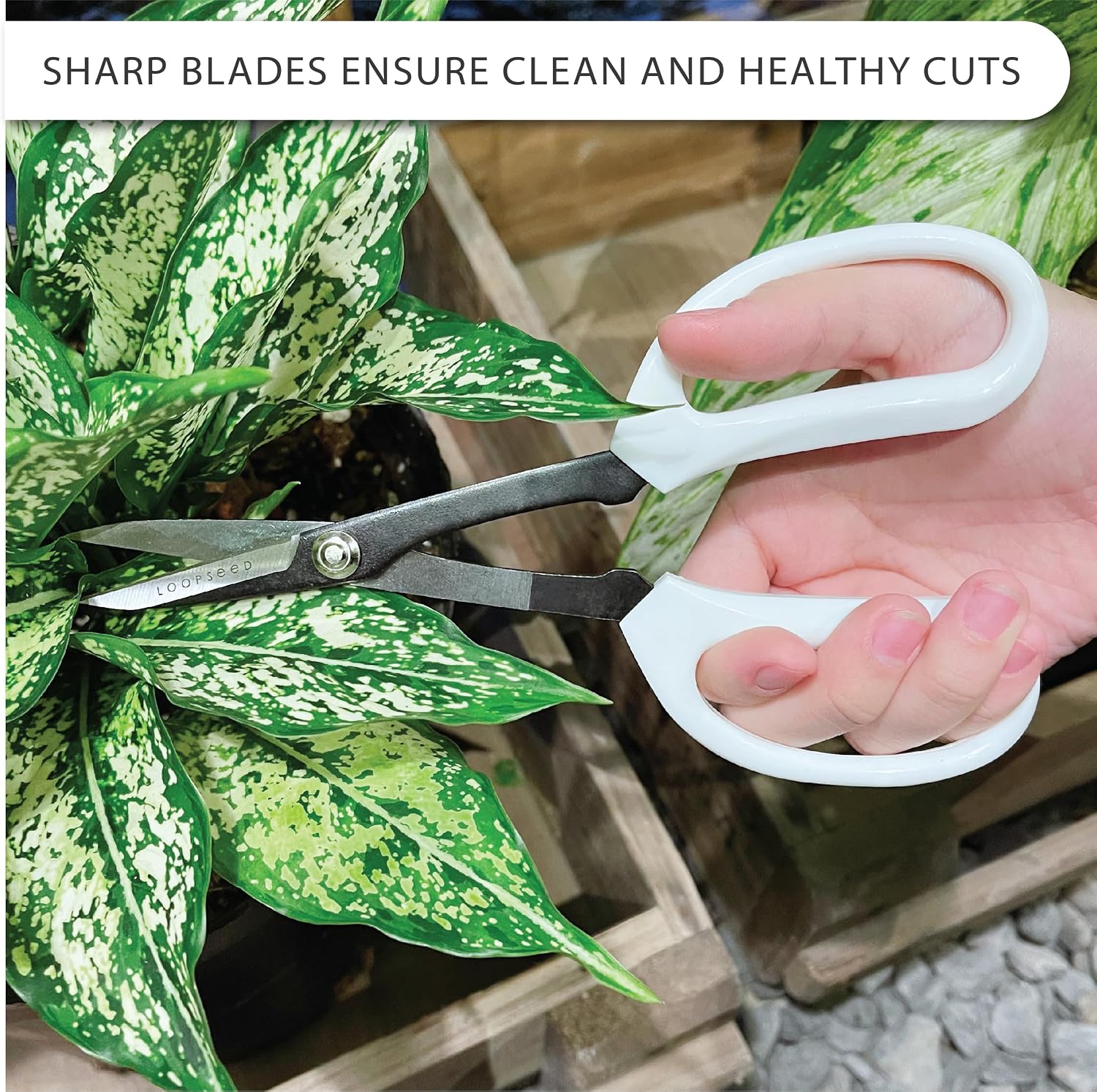 Precision Gardening Scissors Plant Trimming Pruning Shears Garden Pruners for Orchid Bonsai Hydroponic Flower Clipper