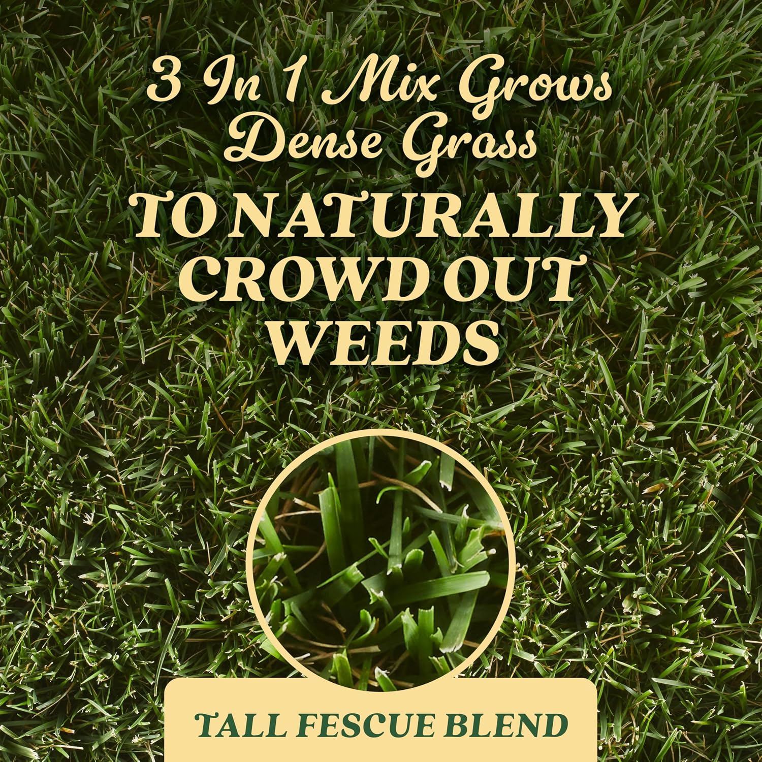 O.M. Scott & Sons Tall Fescue Blend Grass Seed, 8 lbs. | Lawn Seed, Fertilizer and Soil Improver, Naturally Crowds Out