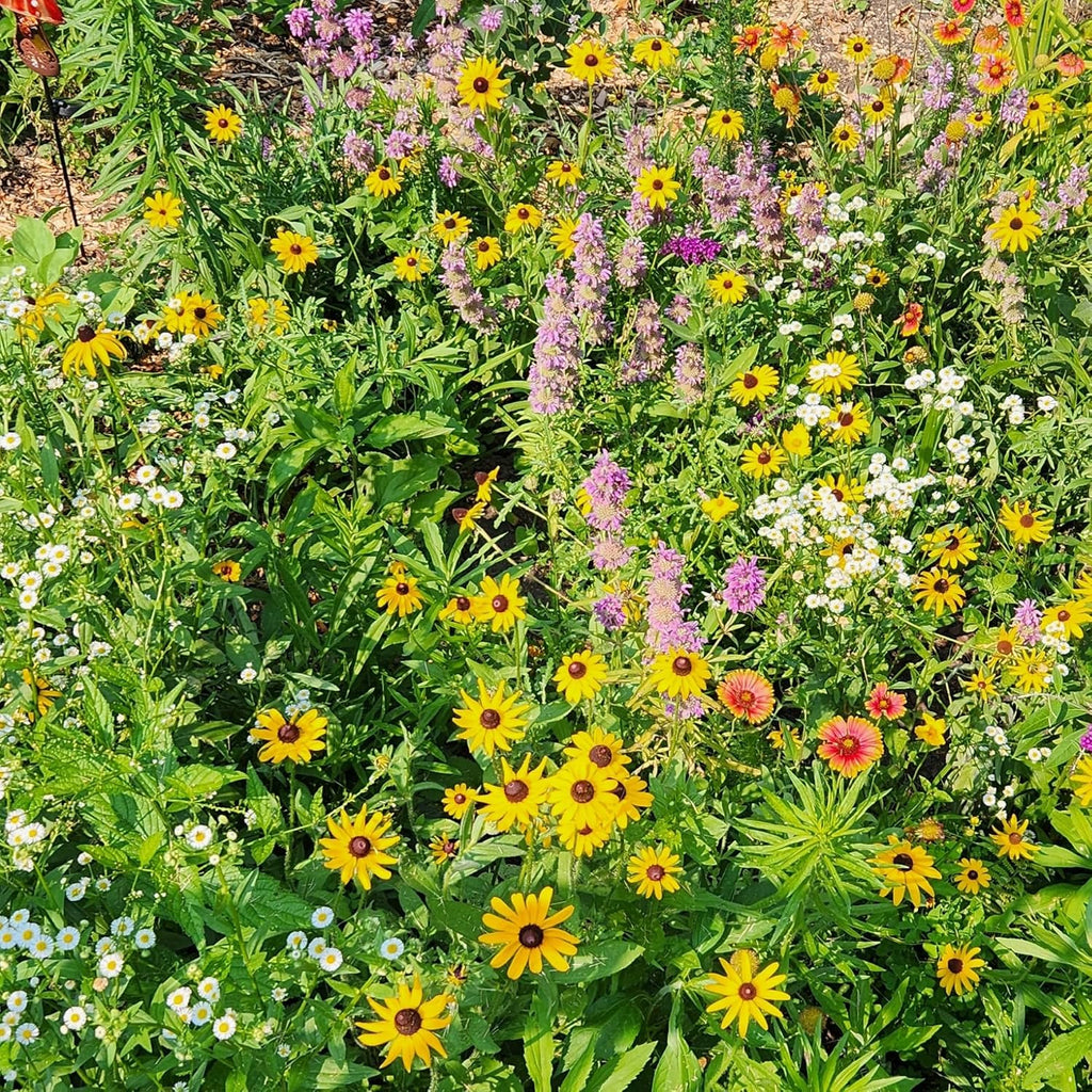 BUZZY Wildflower Pollinator Seed Mix (1lb Bag), 18 Pollinator-Friendly Varieties, Protect The Pollinators & Save The