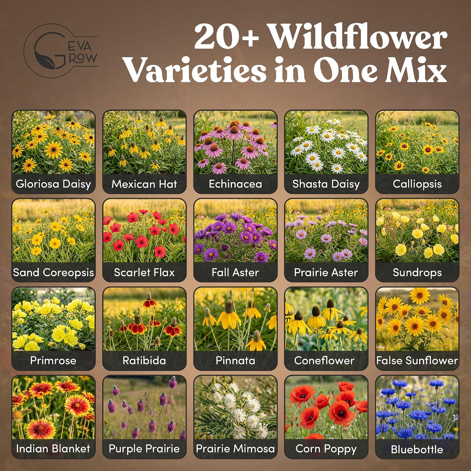 Midwest Wildflower Seeds Regional Mix - Organic, Non-GMO - 100% Pure Seed - 21 Different Wildflowers Seeds of Annual