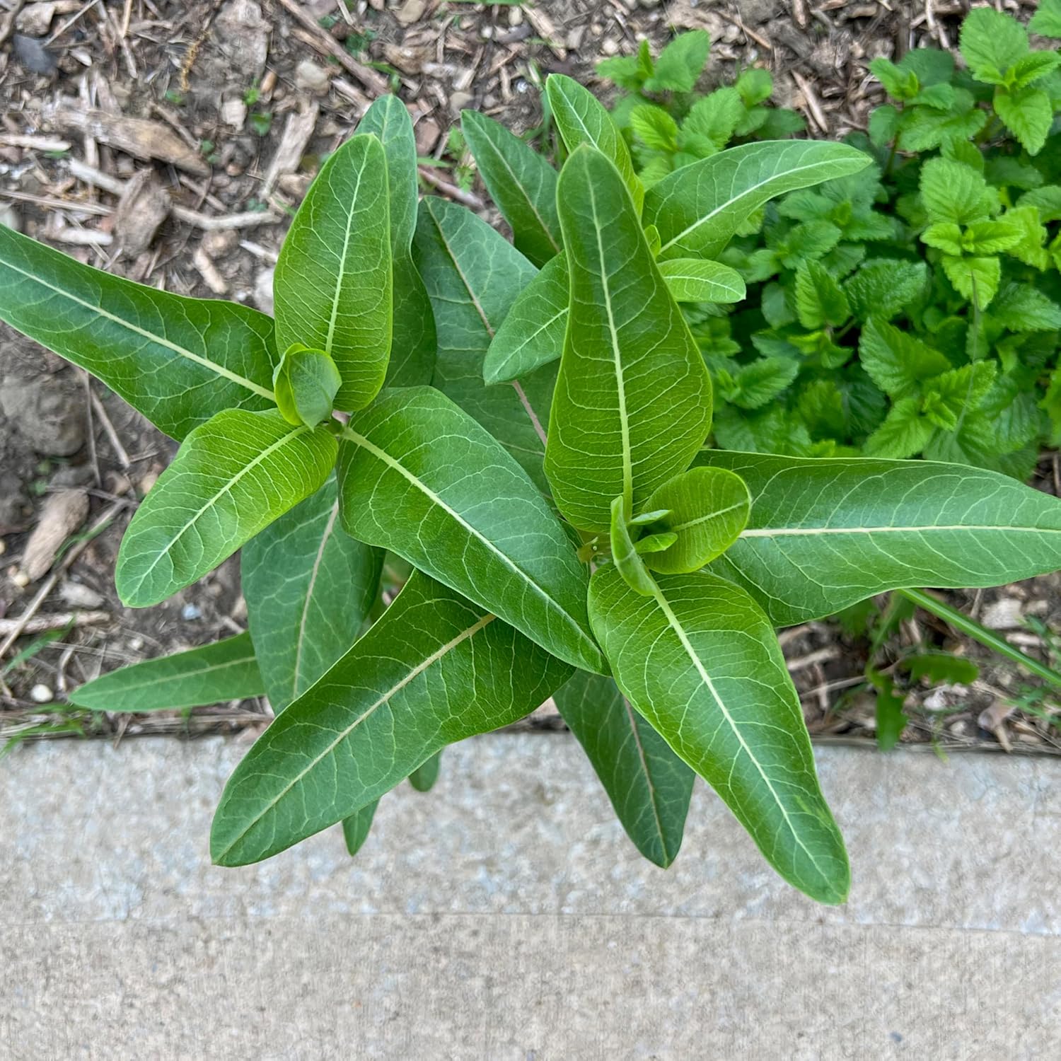Seed Needs Milkweed Seeds to Plant a Butterfly Garden for Attracting Monarch Butterflies - Collection of Pink, Orange &