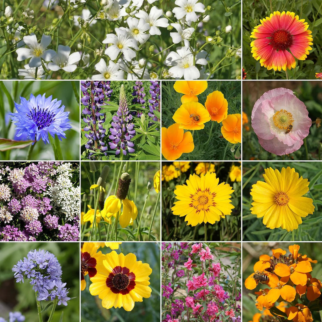 Ferry-Morse Colorado Western Bulk Wildflower Seeds, 500,000+, 1 lb | Non-GMO blend of native and adapted species for
