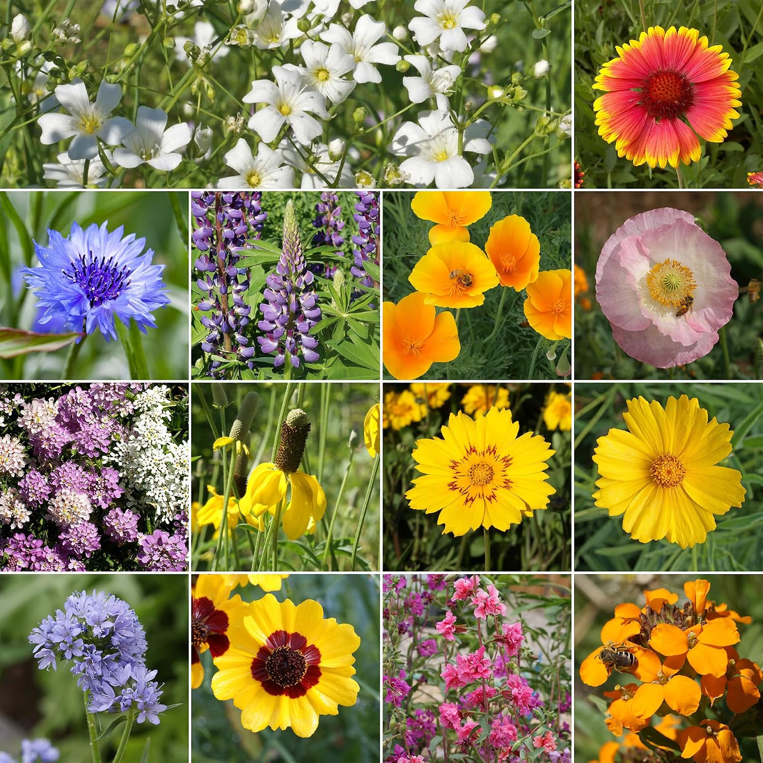 Ferry-Morse Colorado Western Bulk Wildflower Seeds, 500,000+, 1 lb | Non-GMO blend of native and adapted species for