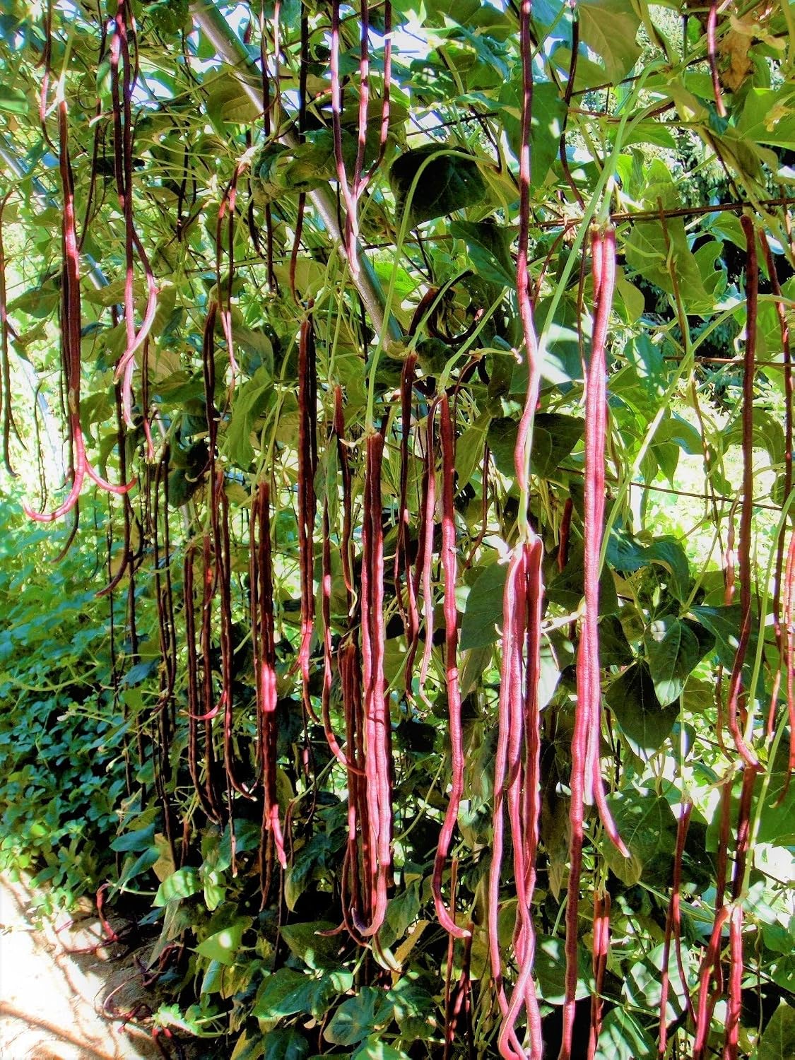 Red and Green Mix Yard Long Bean Seeds - 1/4 Pound Dark Green & 1/4 Pound Red Noodle - for 2026 Planting 2 Colors Mixed