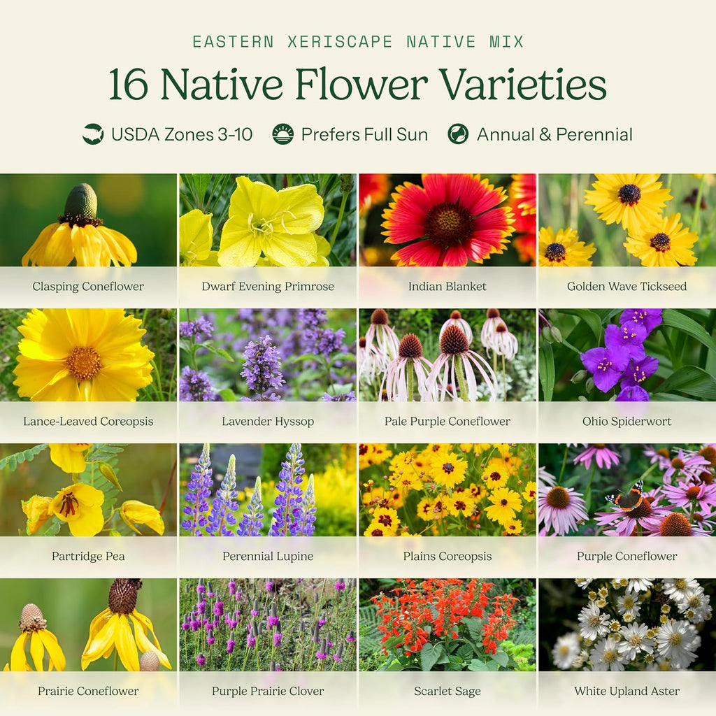 Eden Brothers Native Eastern Xeriscape Flower Seed Mix, 1/4lb,16 Drought Tolerant Wild Flower Seed Varieties,100% Pure