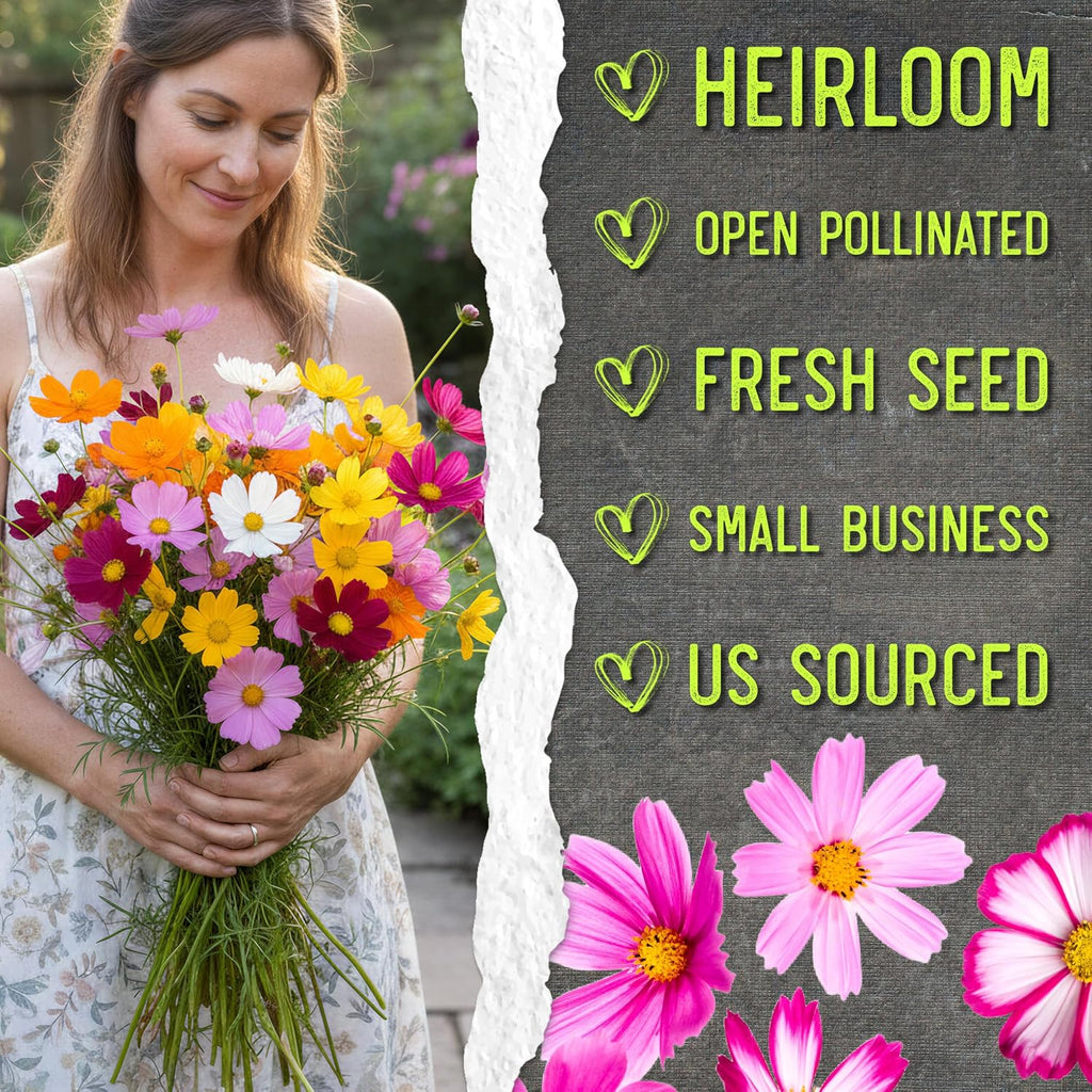 Seed Needs Flower Seeds Cosmos Crazy Blend No Filler 10+ Varieties Cosmos | 1 Pound Cosmo Bipinnatus Open Pollinated