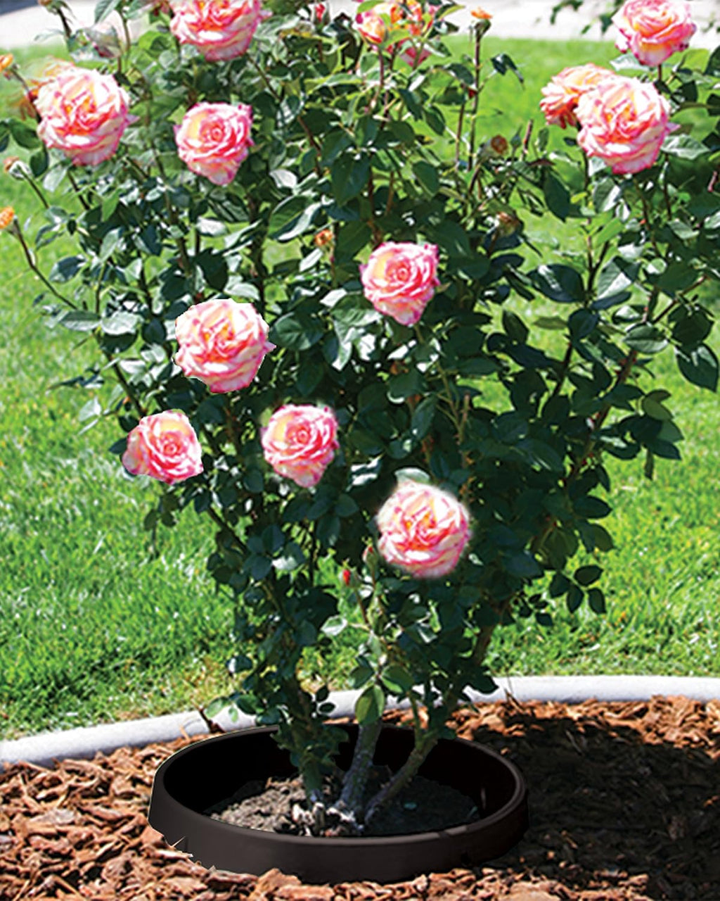 3-Pack 20-inch Rose & Shrub Planting Rings – Deep Watering Basin & Edging.