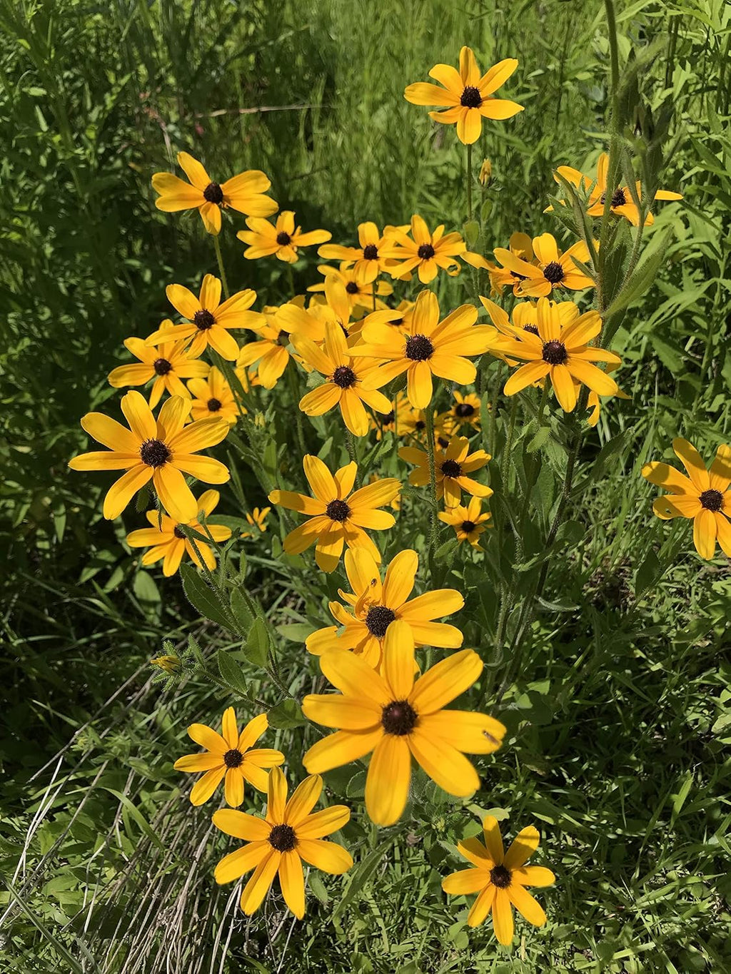 Hale Habitat & Seed Native Grass & Wildflower Refuge, Wildlife & Pollinator Seed Mix, 1/4 Acre