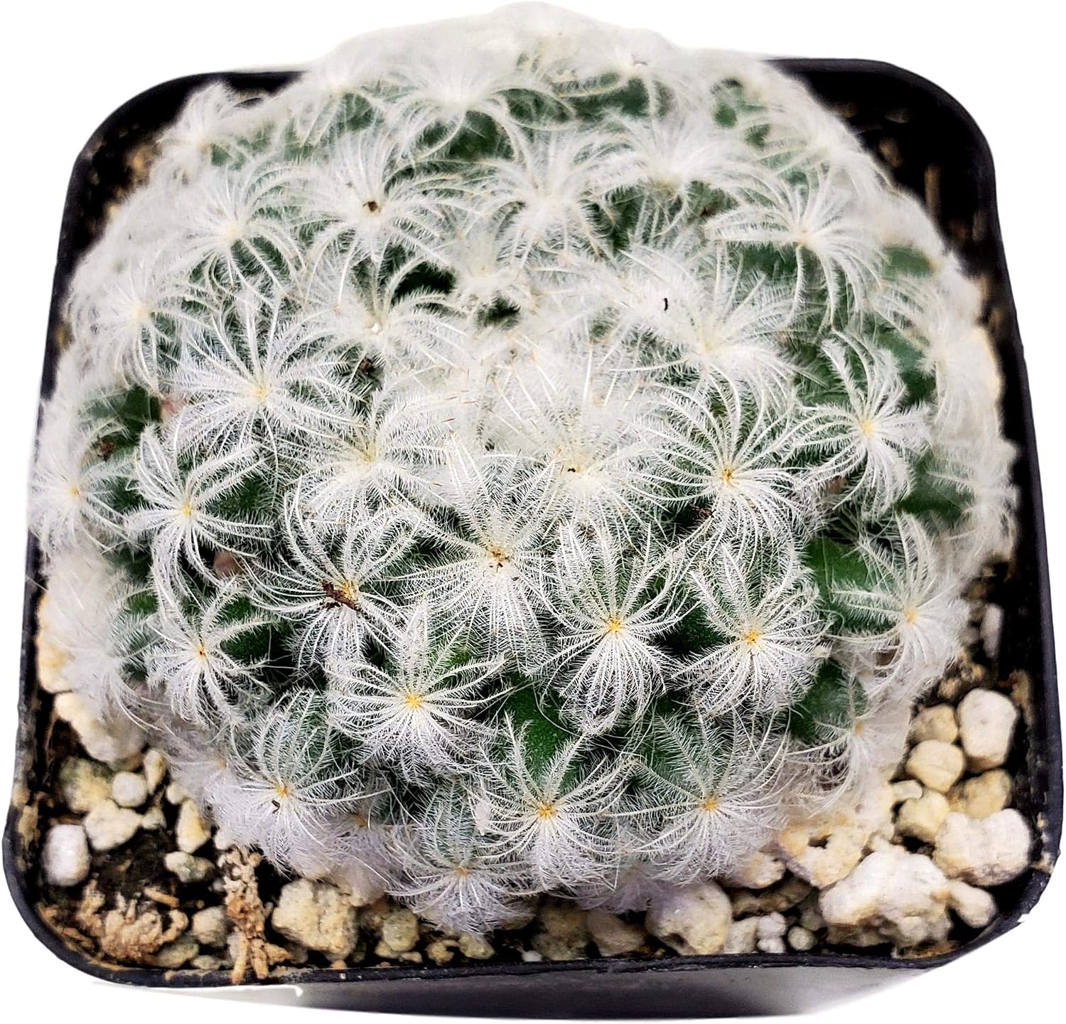 Live Mini Cactus Plants (8 Pack), Assorted Potted Cacti Variety Pack | Eight unique live cacti in 2" pots, ready to