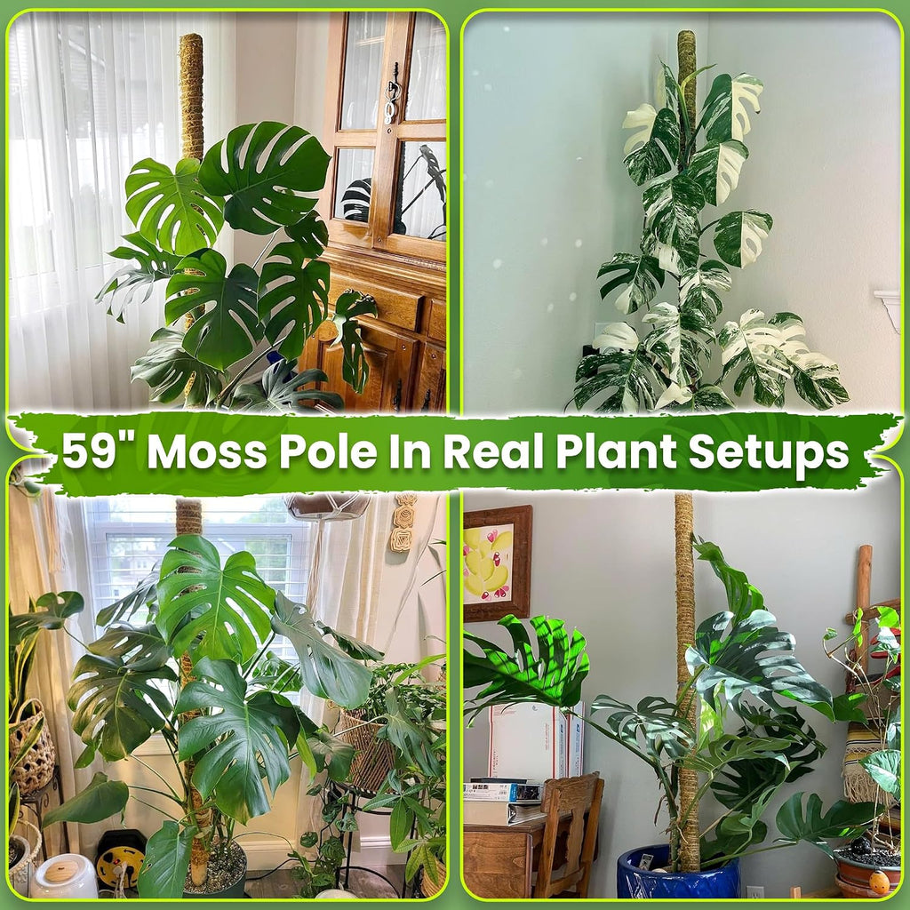 59" Natural Large Moss Pole for Big & Mature Plants, (1pc., 59'') | Forest Moss Surface, Monstera Plant Support, Rigid