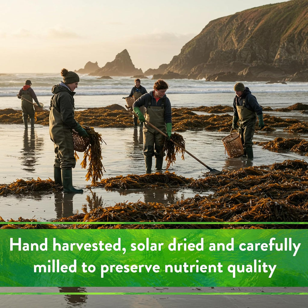 Down To Earth All Natural Fertilizers Organic Kelp Meal - 1-0.1-2, 4 lb | Plant Food with Seaweed (Ascophyllum