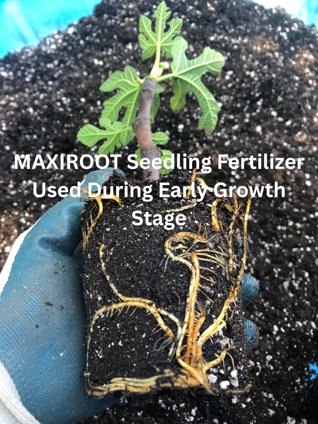 Organic Seedling Solution, Liquid Fertilizer for Seedlings, Cuttings & Clones – Natural Seaweed & Fish-Based Plant Food