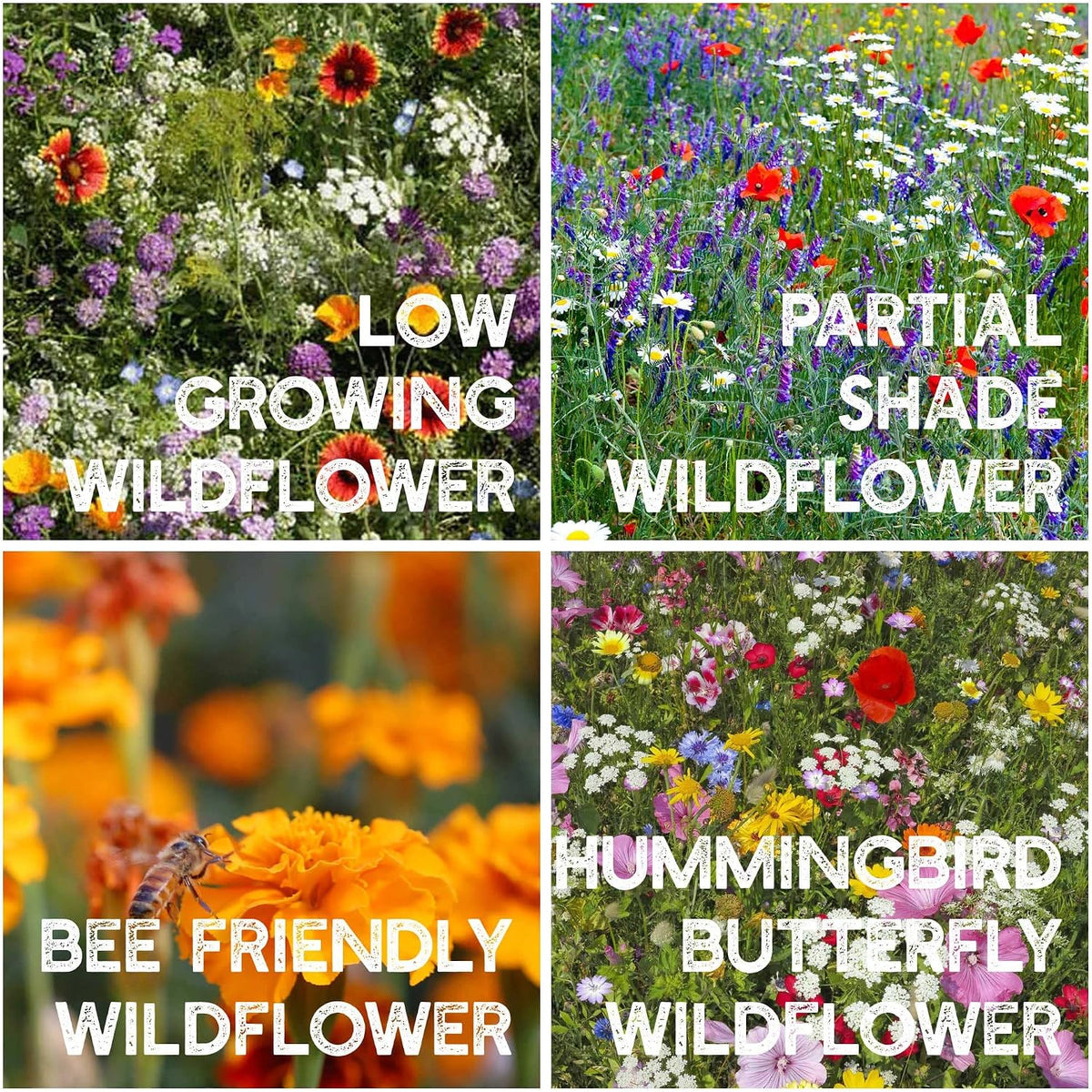 Mountain Valley Seed Co 35 Varieties Flower Seed for Planting 20,000 Seeds | Includes Annuals Perennials, & Wildflowers