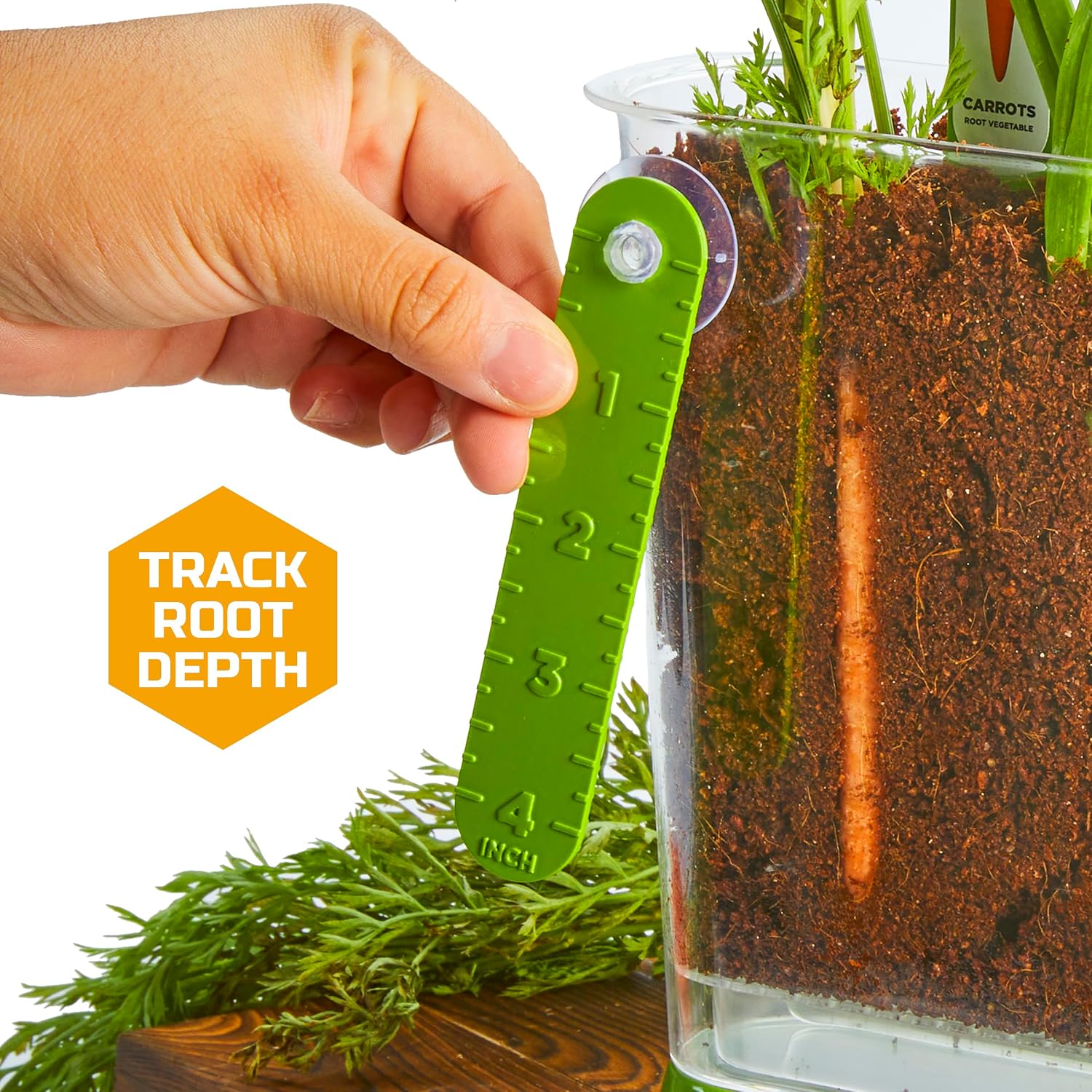 Discovery™ Edible Veggie Garden Watch-It-Grow Kit – DIY STEM Activity for Kids | Grow Carrots, Radishes & Onions