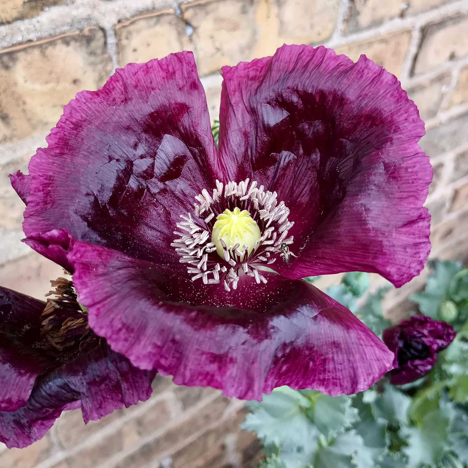 Poppy Flower Seed, 7 Variety Pack | Seven Poppy Varieties, Heirloom and California Types, Silky Ornamental Blooms