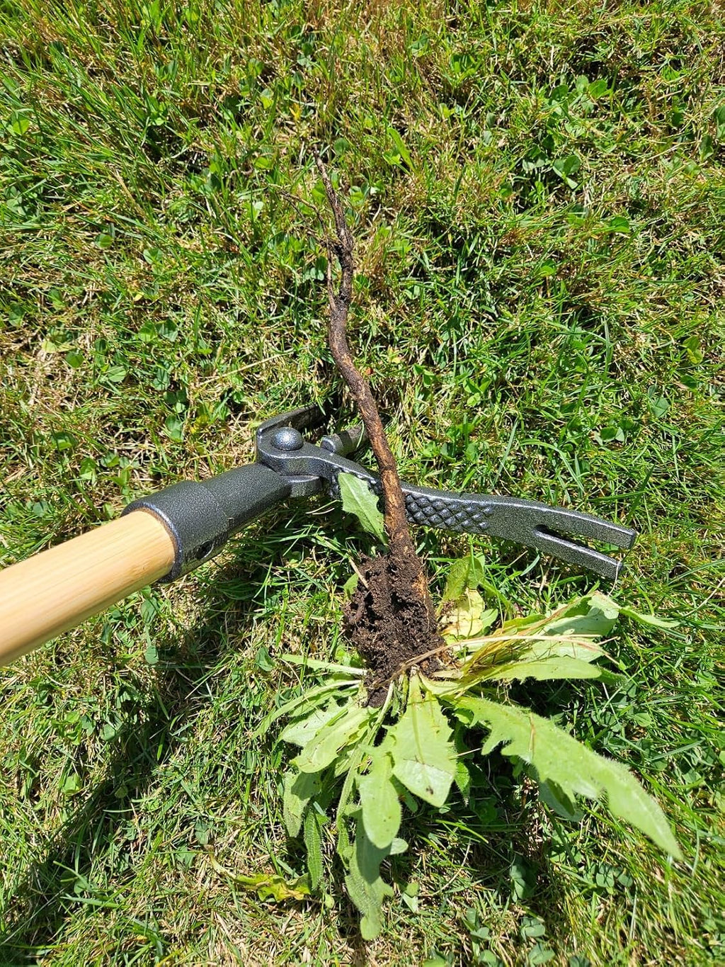 Edward Tools PullPro Long Handle Weed Puller Tool - 48" Classic Heavy Duty Hardwood Handle with 4 Claws Steel Head