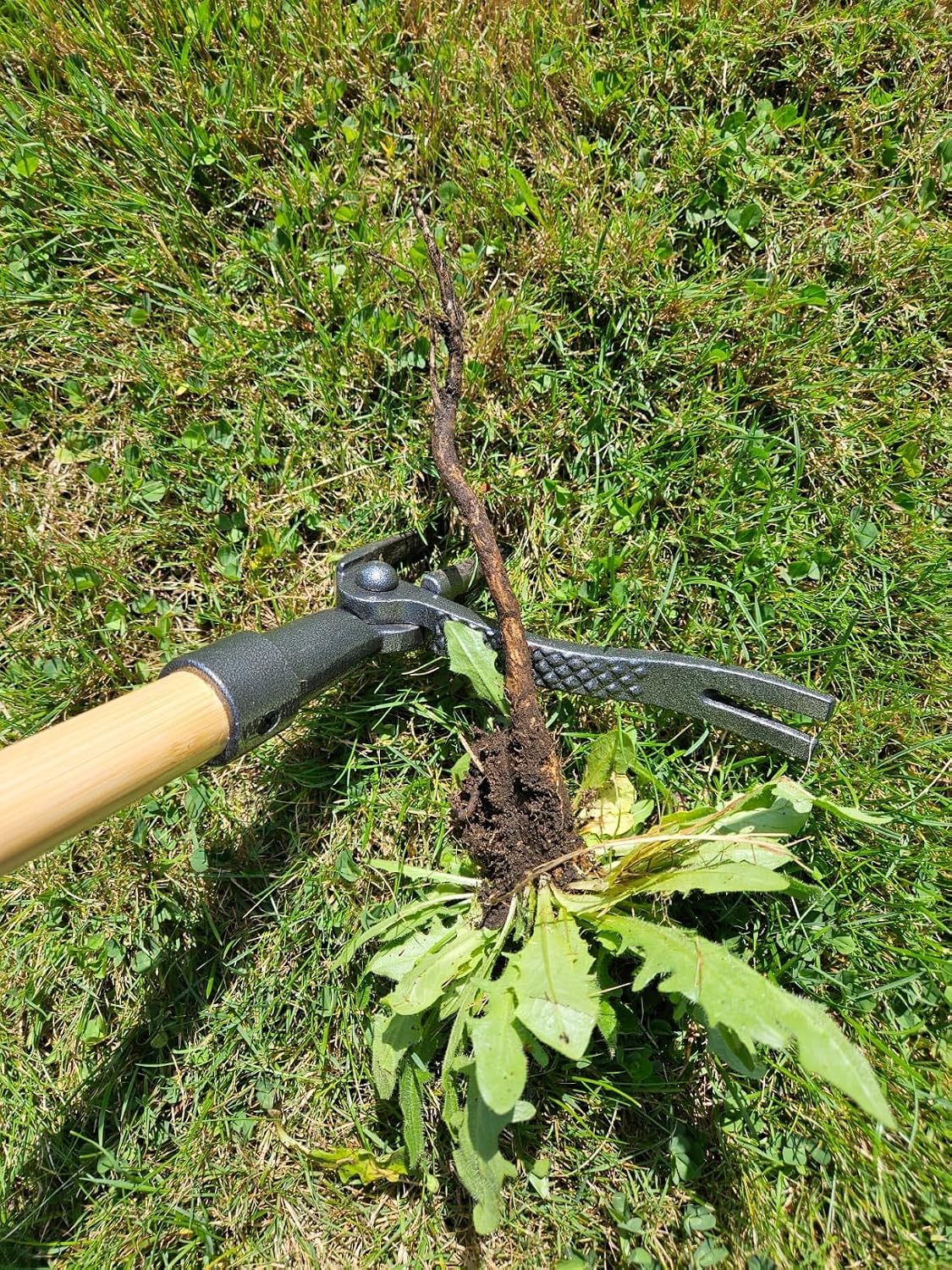 Edward Tools PullPro Long Handle Weed Puller Tool - 48" Classic Heavy Duty Hardwood Handle with 4 Claws Steel Head