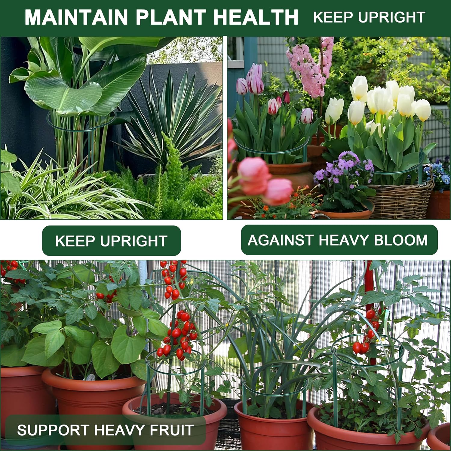 6 Pack Peony Cages and Supports, 10" (W) x 24"(H) Plant Support, Rust-Proof Metal Plant Support Stakes for