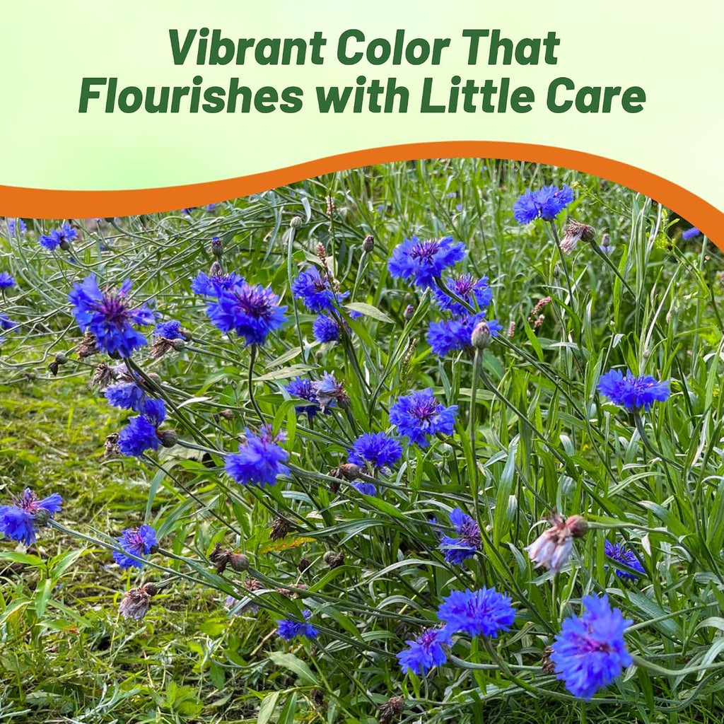 Outsidepride Blue Cornflower Seeds for Planting - 1 lb. Annual Bachelor's Button Flower Seeds for Cut Flower Gardens