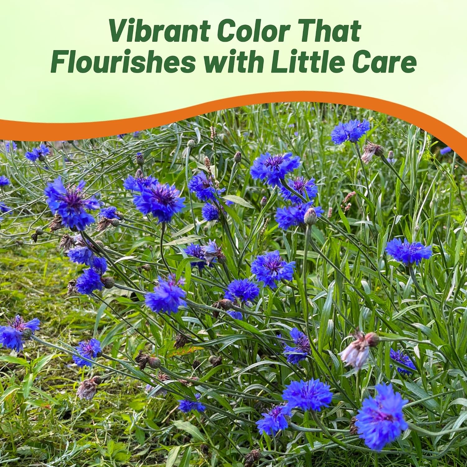 Outsidepride Blue Cornflower Seeds for Planting - 1 lb. Annual Bachelor's Button Flower Seeds for Cut Flower Gardens