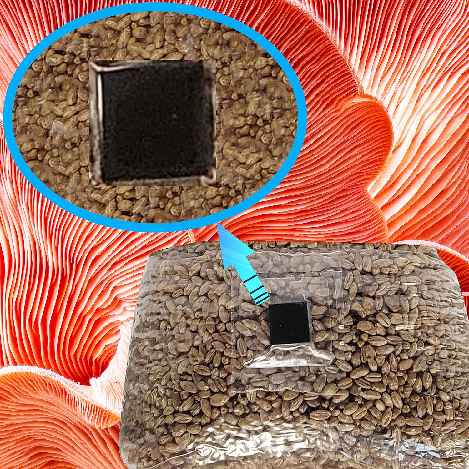 Mushroom Grow Bags with Self Healing Injection Port - 20 Bags - Evviva Sciences - 0.2 Micron Patch - Thick 3mm